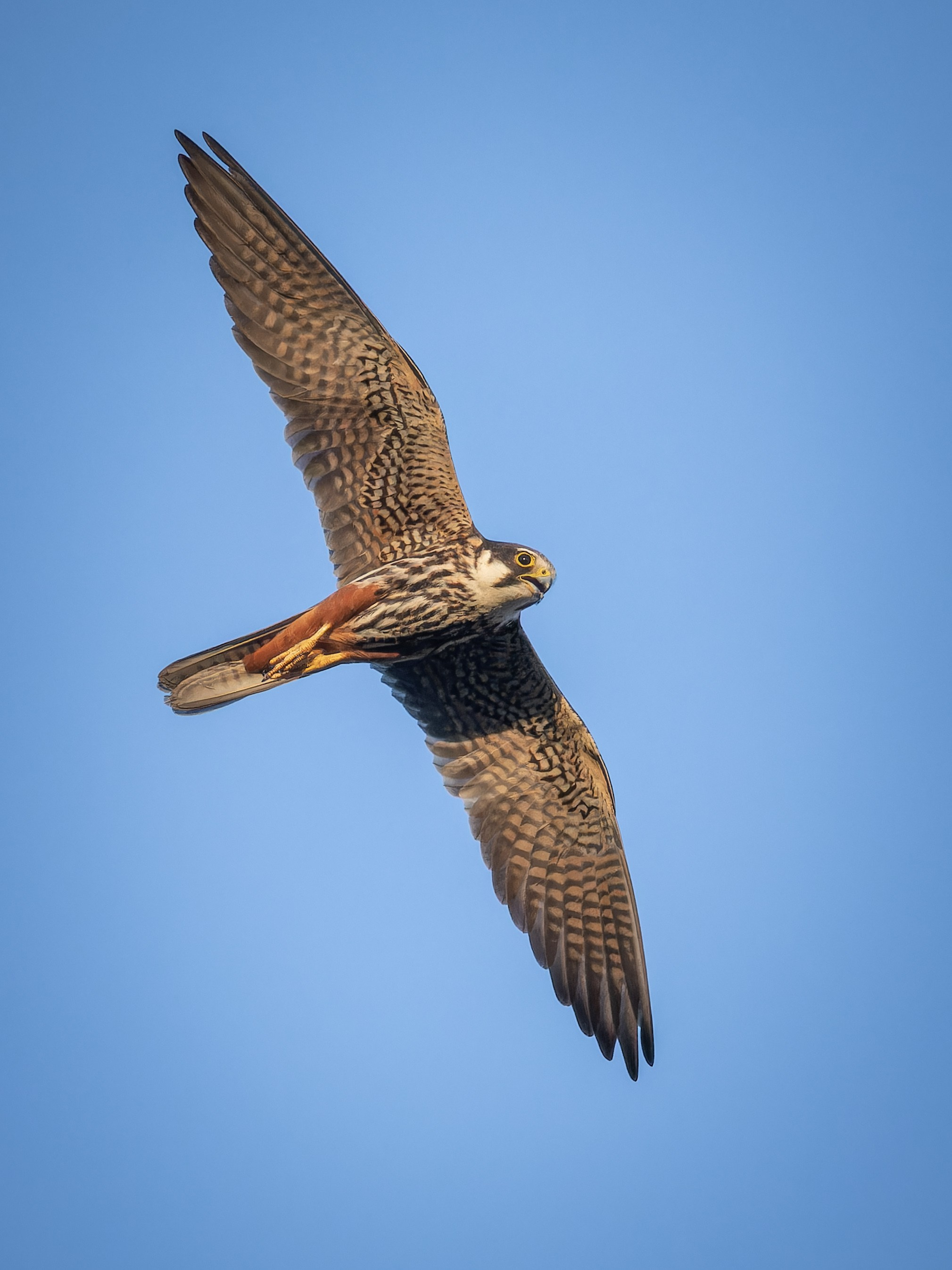 Cyprus 2023. Anton Chernov | Wildlife photographer