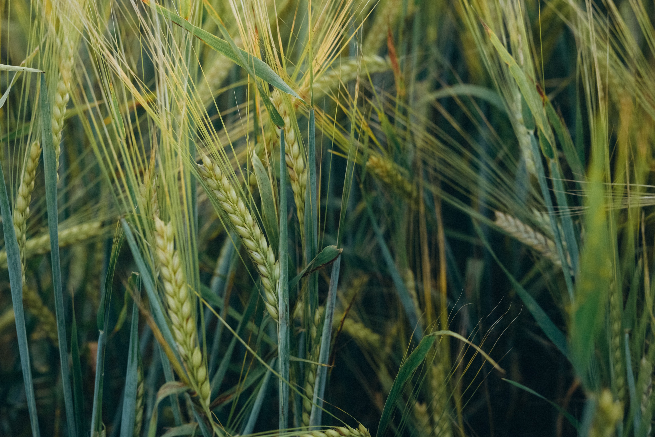 Пшеничное поле. Семейный и женский фотограф в Санкт-Петербурге Татьяна Стружкина