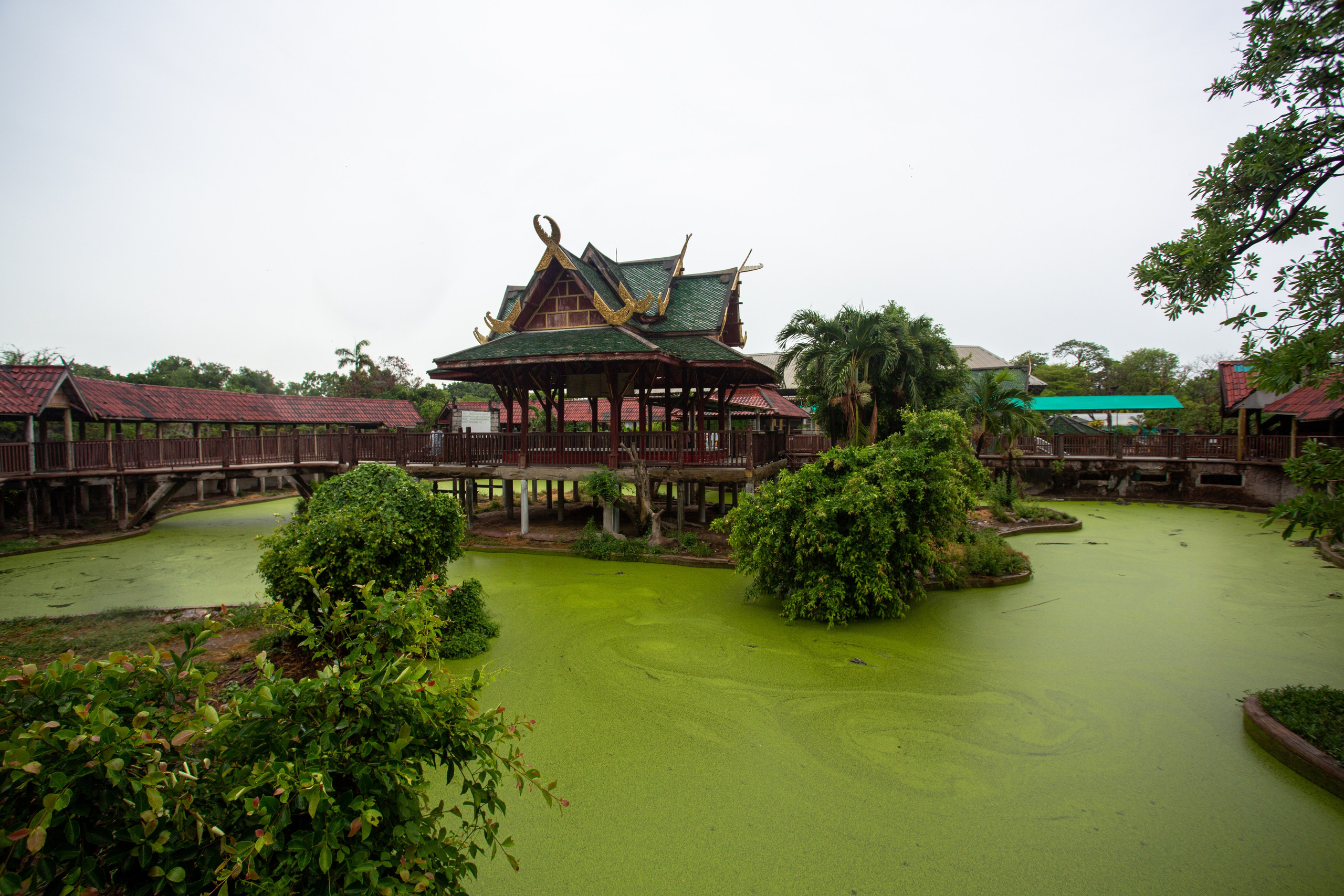 Samut Prakan Crocodile Farm & Zoo. Photographer Sonkina Tatiana (Tanya Ash)