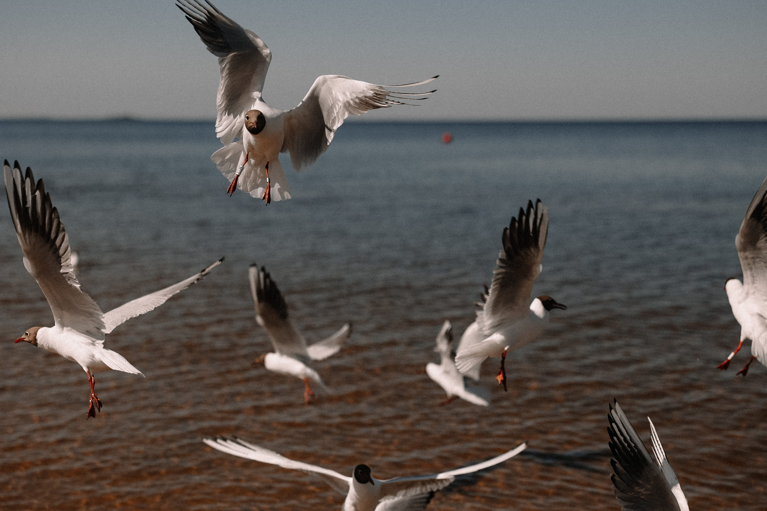 Берег Питерского моря. Свадебный и семейный Фотограф Денис Кошель