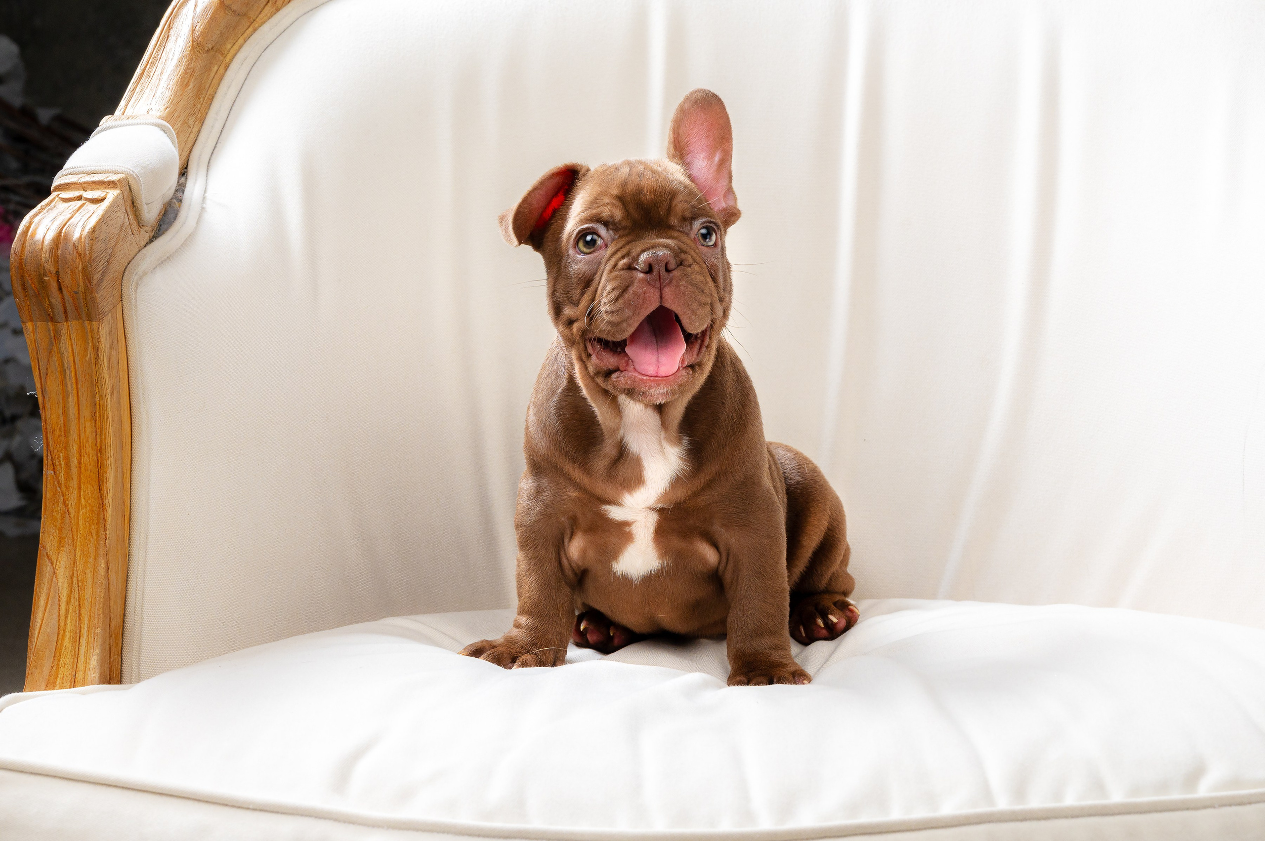 Питомцы. Экспресс-портрет, фото для сайтов и соцсетей