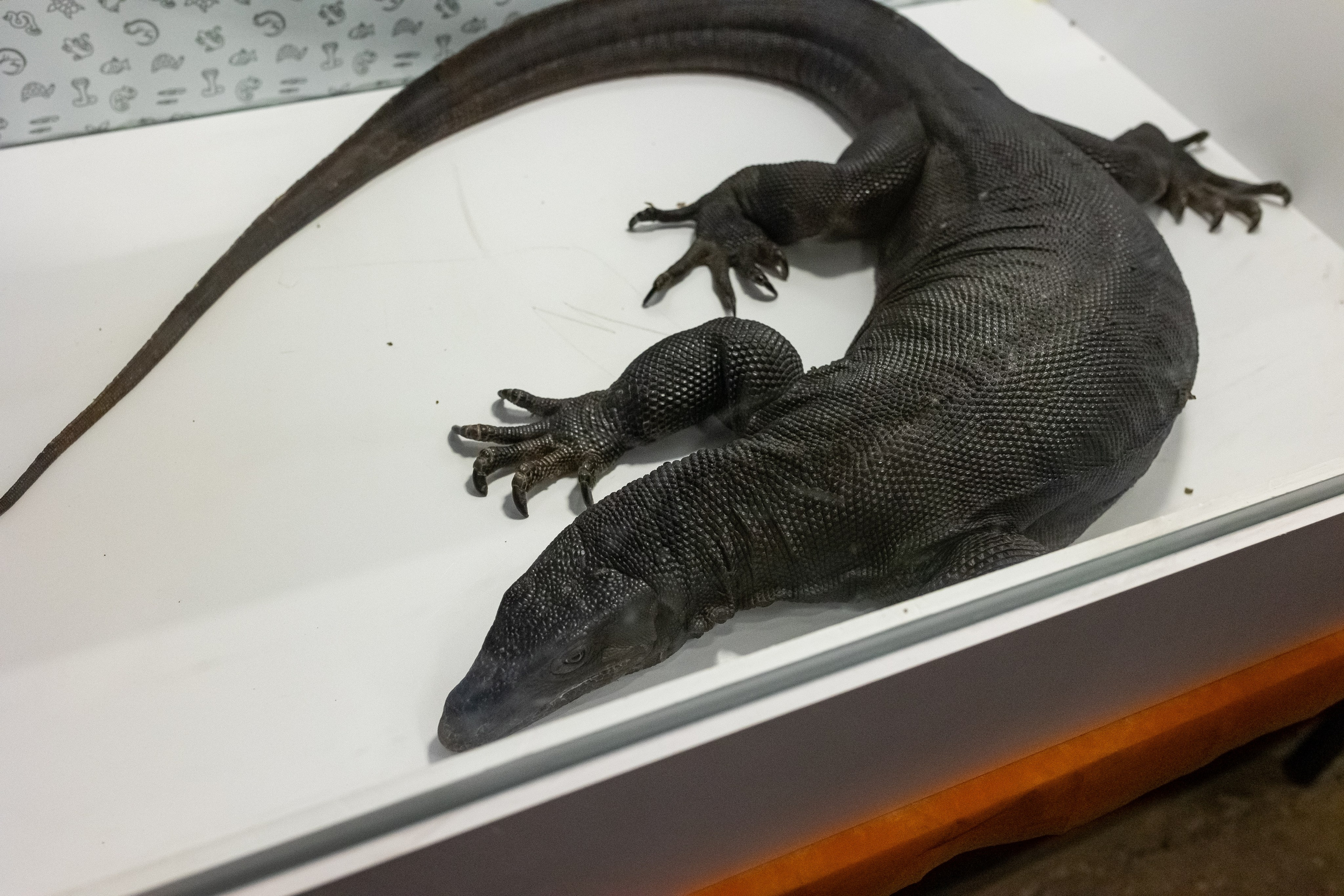 Рептилиум 2024. Александра Куликова фотограф, Москва