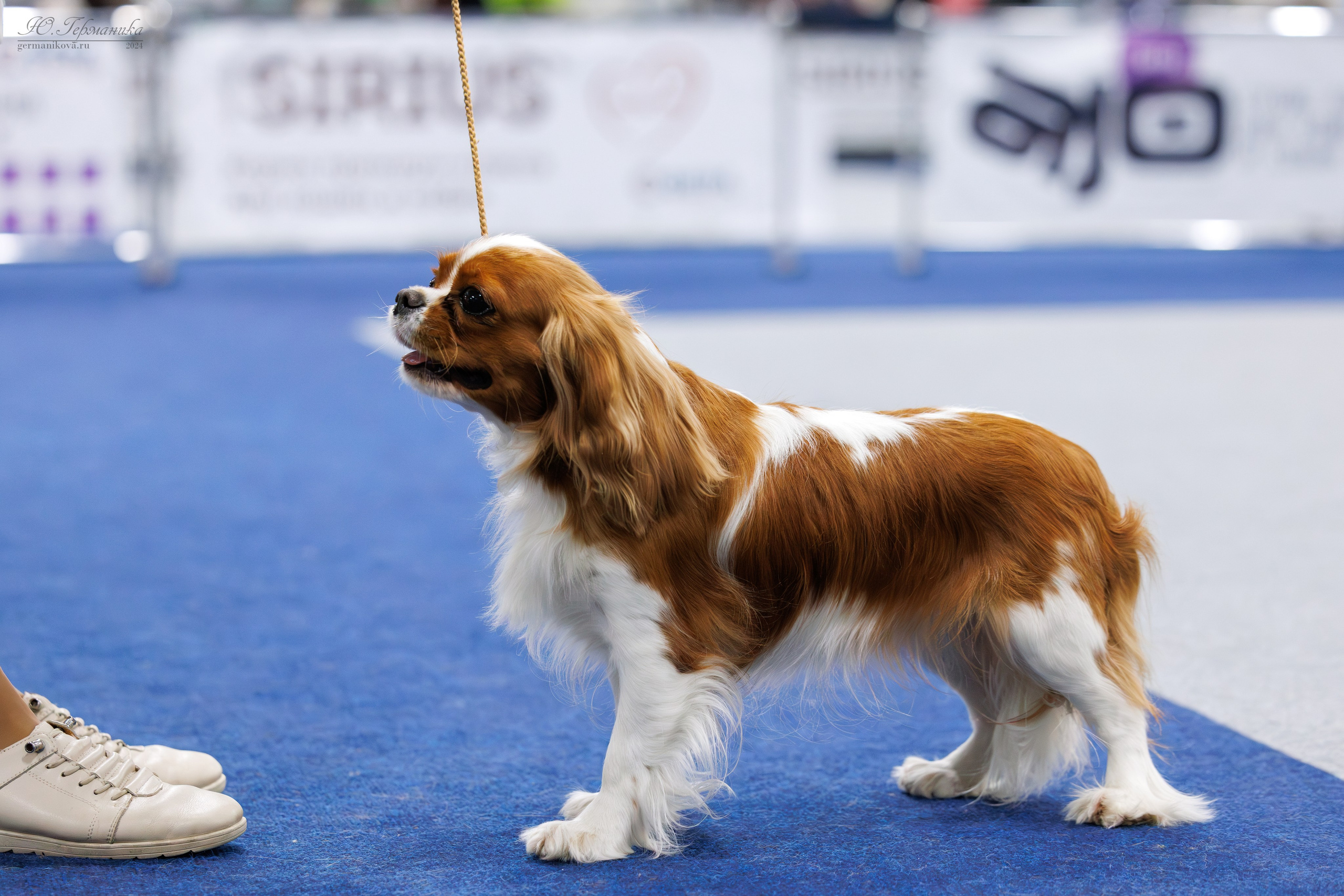 Сфера 06.04.2025. Фотограф-анималист Юлия Германика
