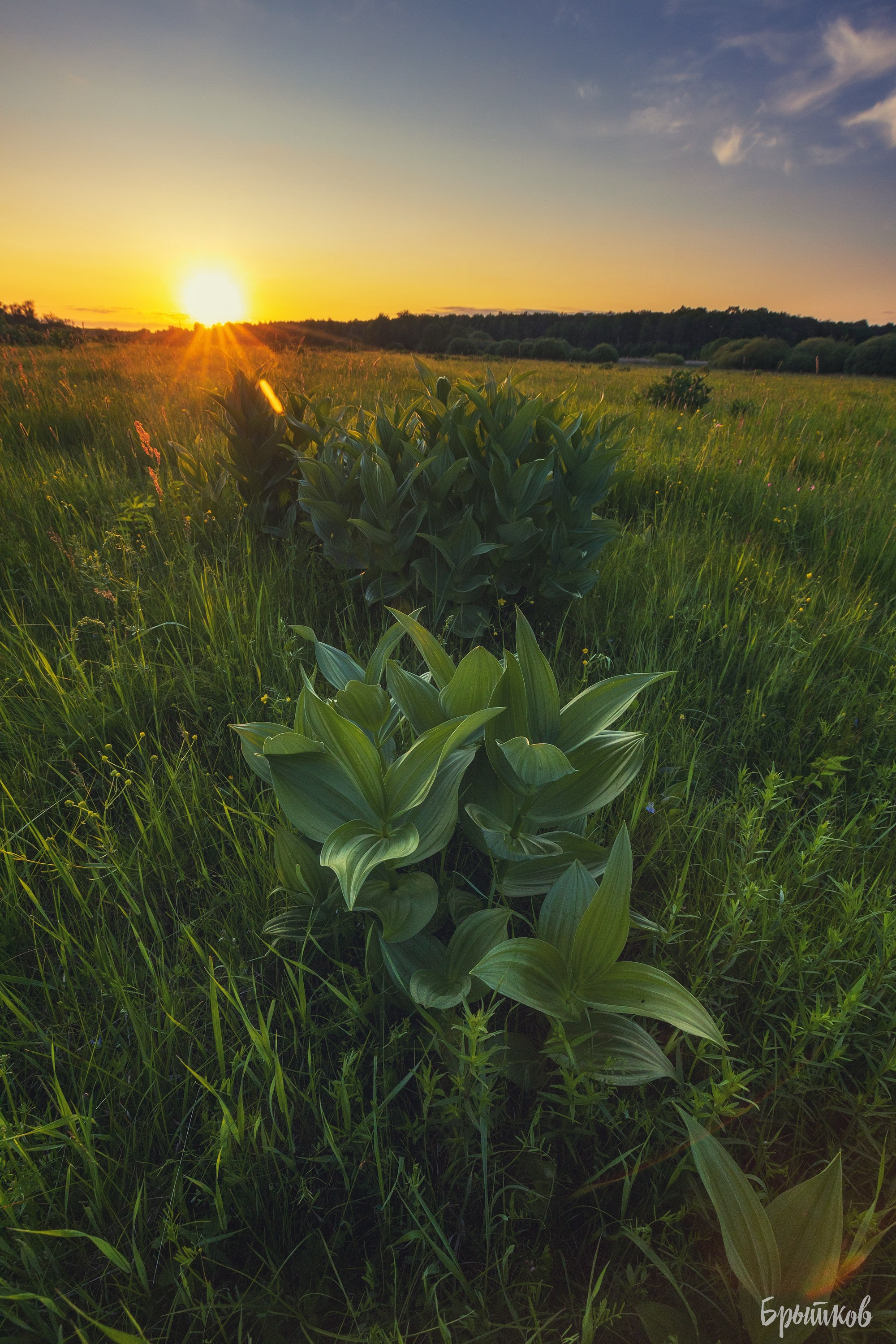 Поля. Чемерица Лобеля. Николай Брытков — фотограф в Туле