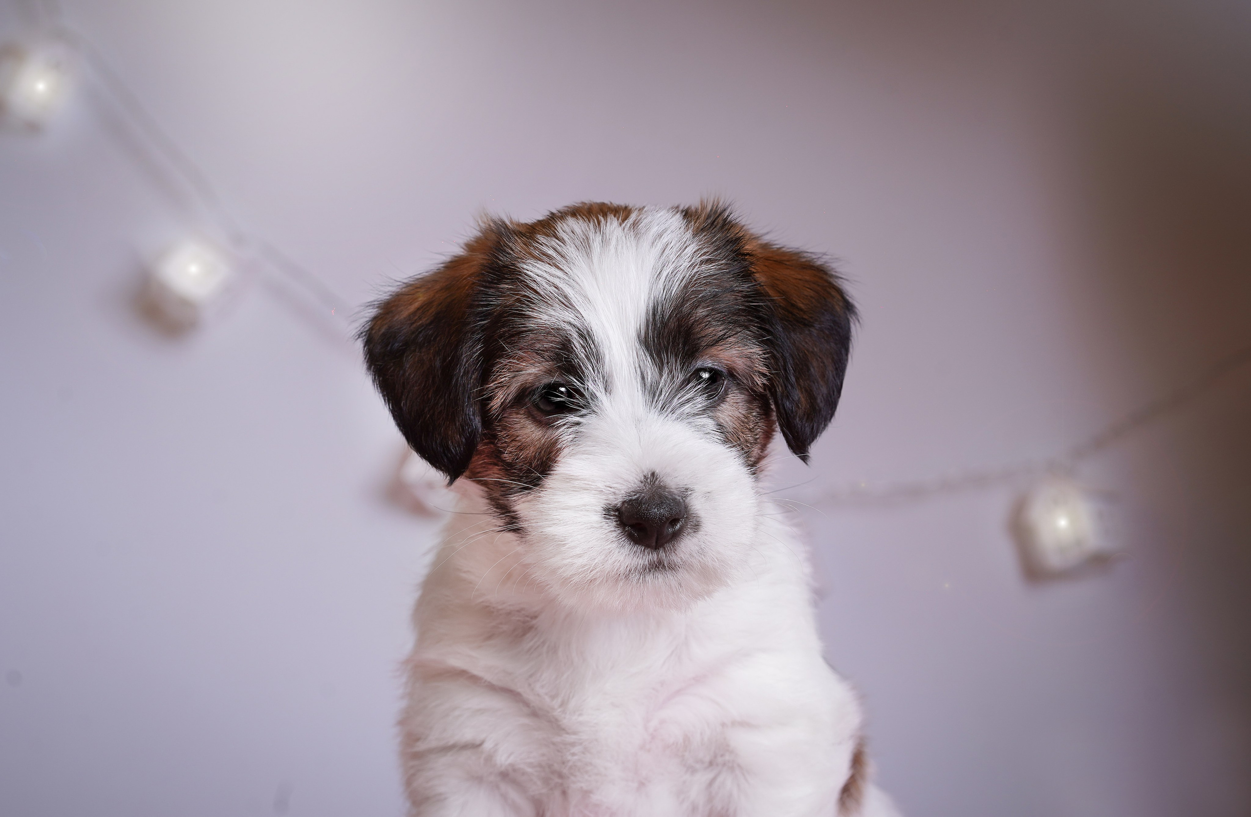 Щенки джек-рассела. Фотограф-анималист в Санкт-Петербурге Яна Мартынова