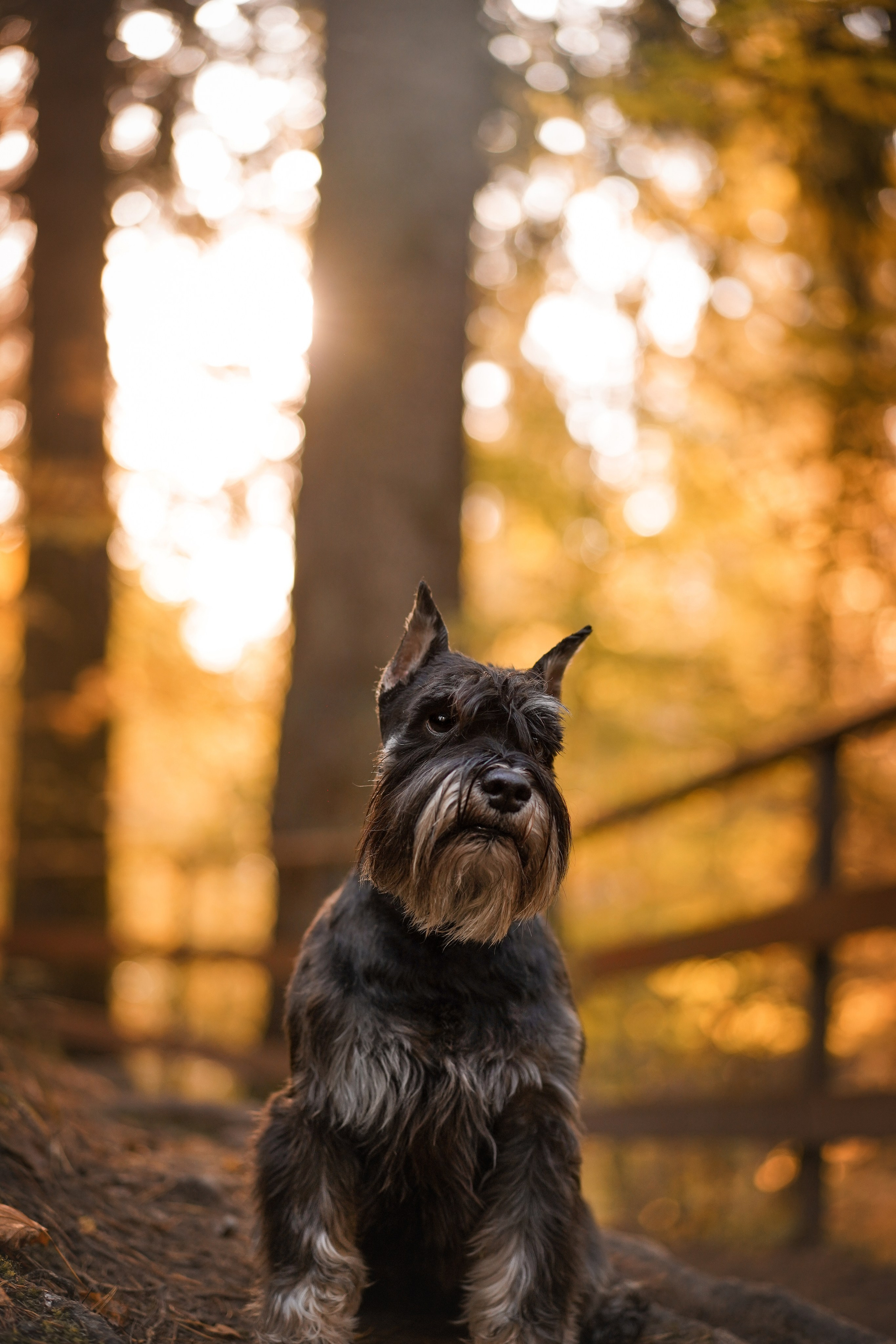 Оля Миша и шнауцеры. Фотограф-анималист в Санкт-Петербурге Яна Мартынова