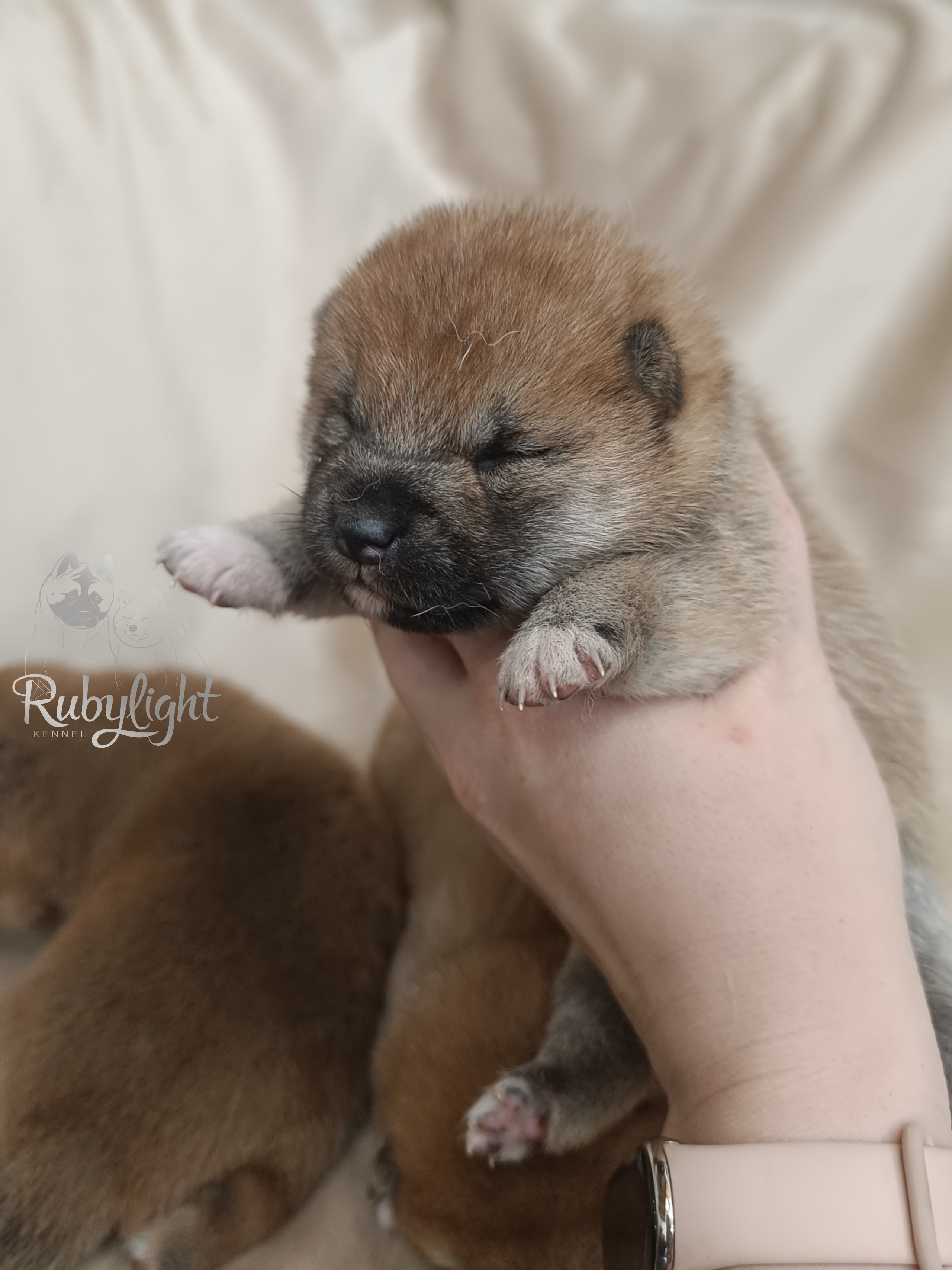 сиба питомник Рубилайт щенки на продажу rubylight  сиба щенки купить СПб Санкт-Петербург 