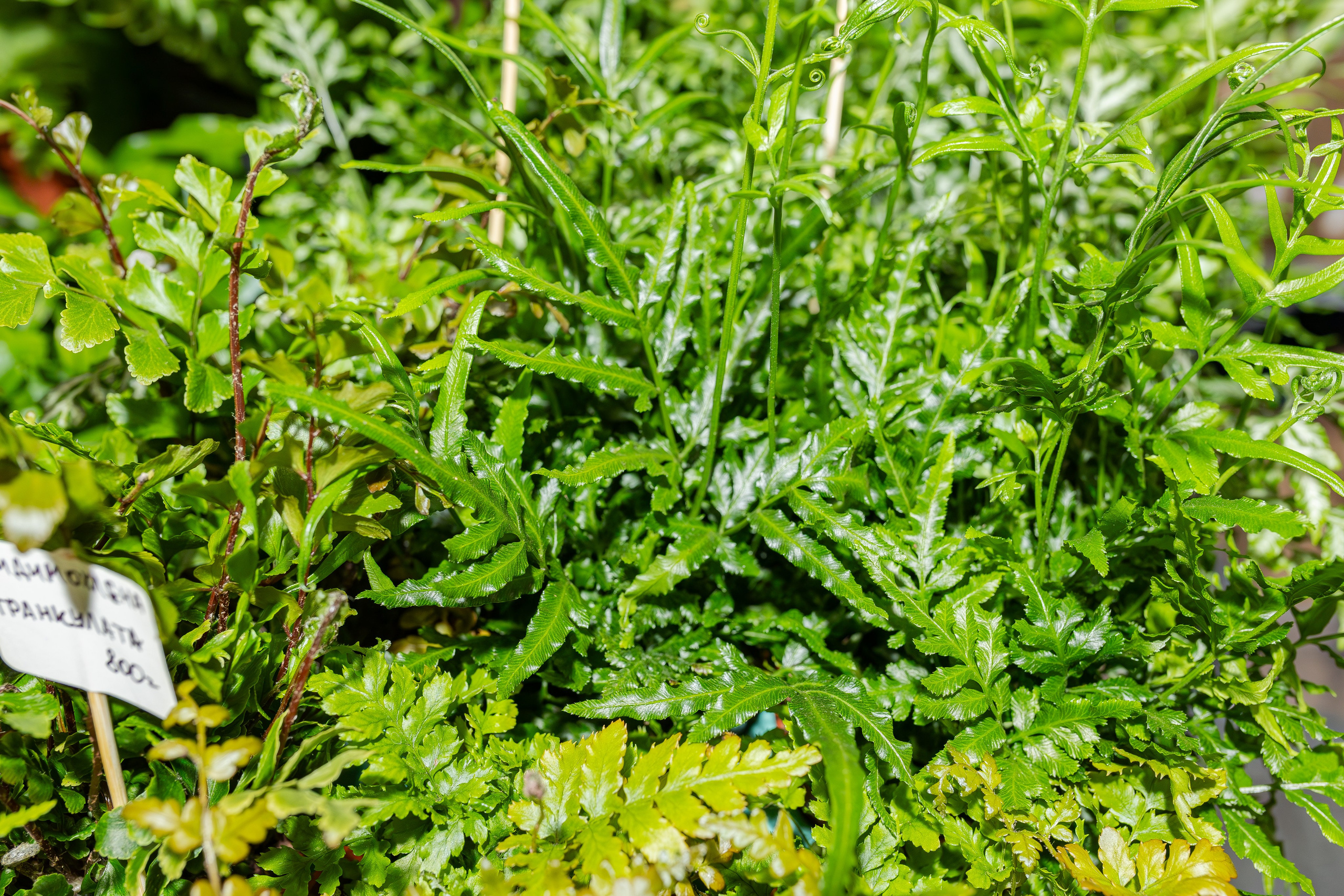 Монстериум апрель 2026. Александра Куликова фотограф, Москва