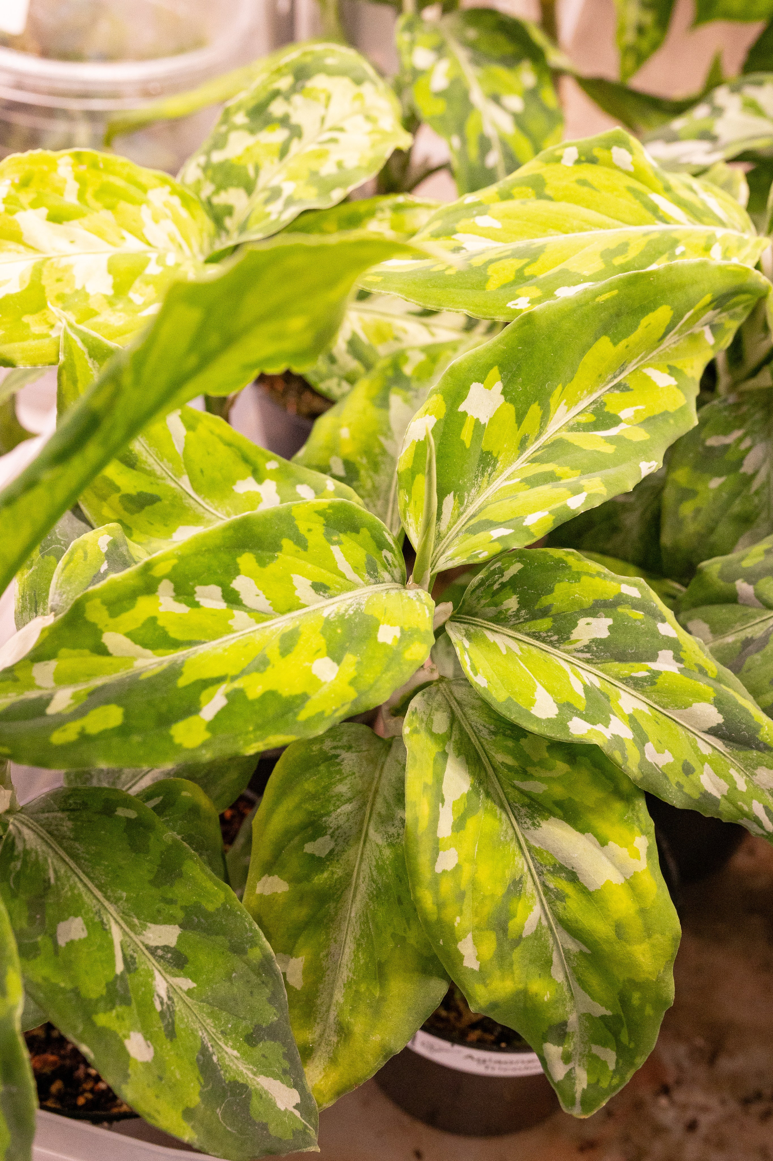 Green_Rare Ярмарка февраль 2025. Александра Куликова фотограф, Москва