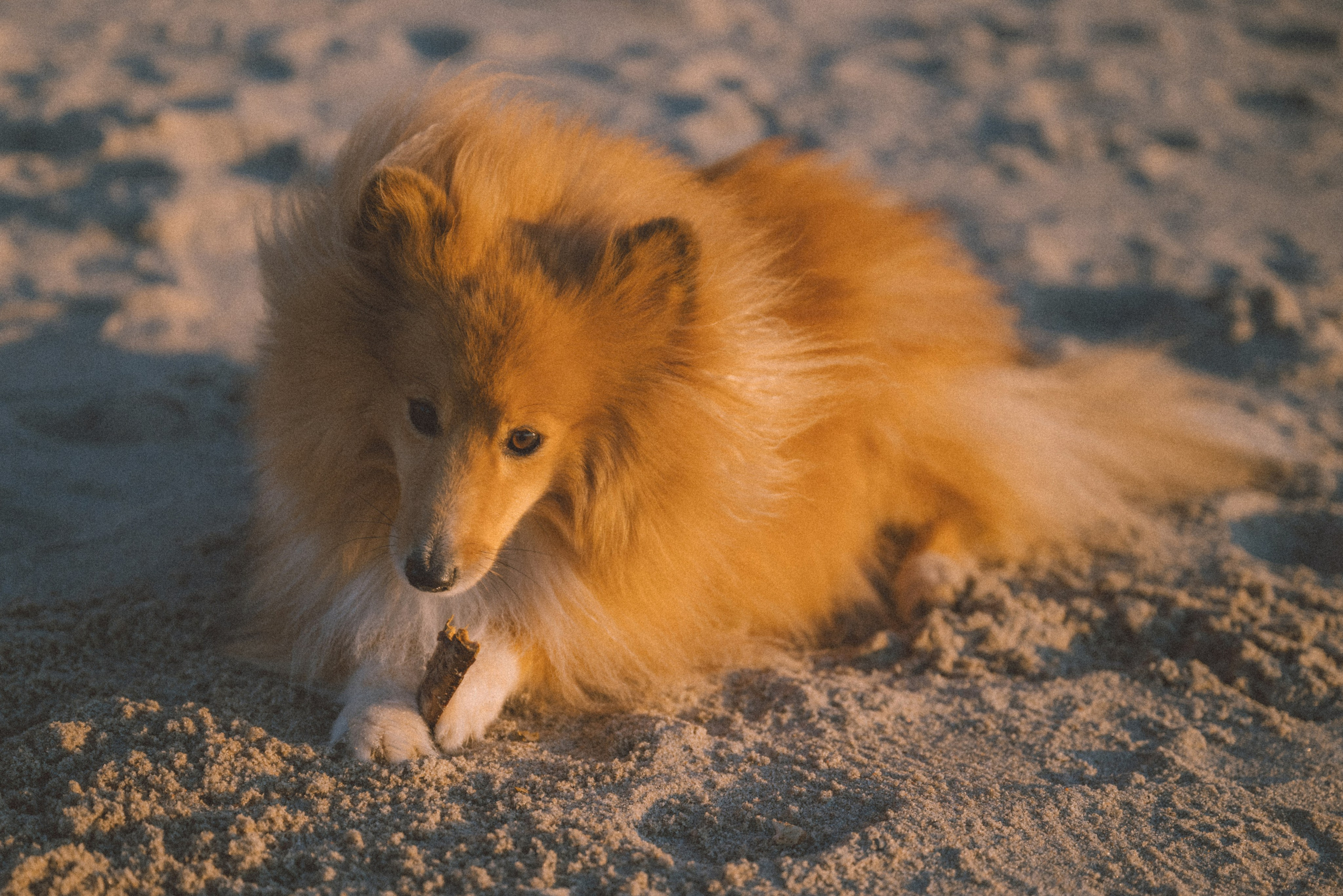 Анна и Артем. Фотограф Калининград Ангелина Воробьева
