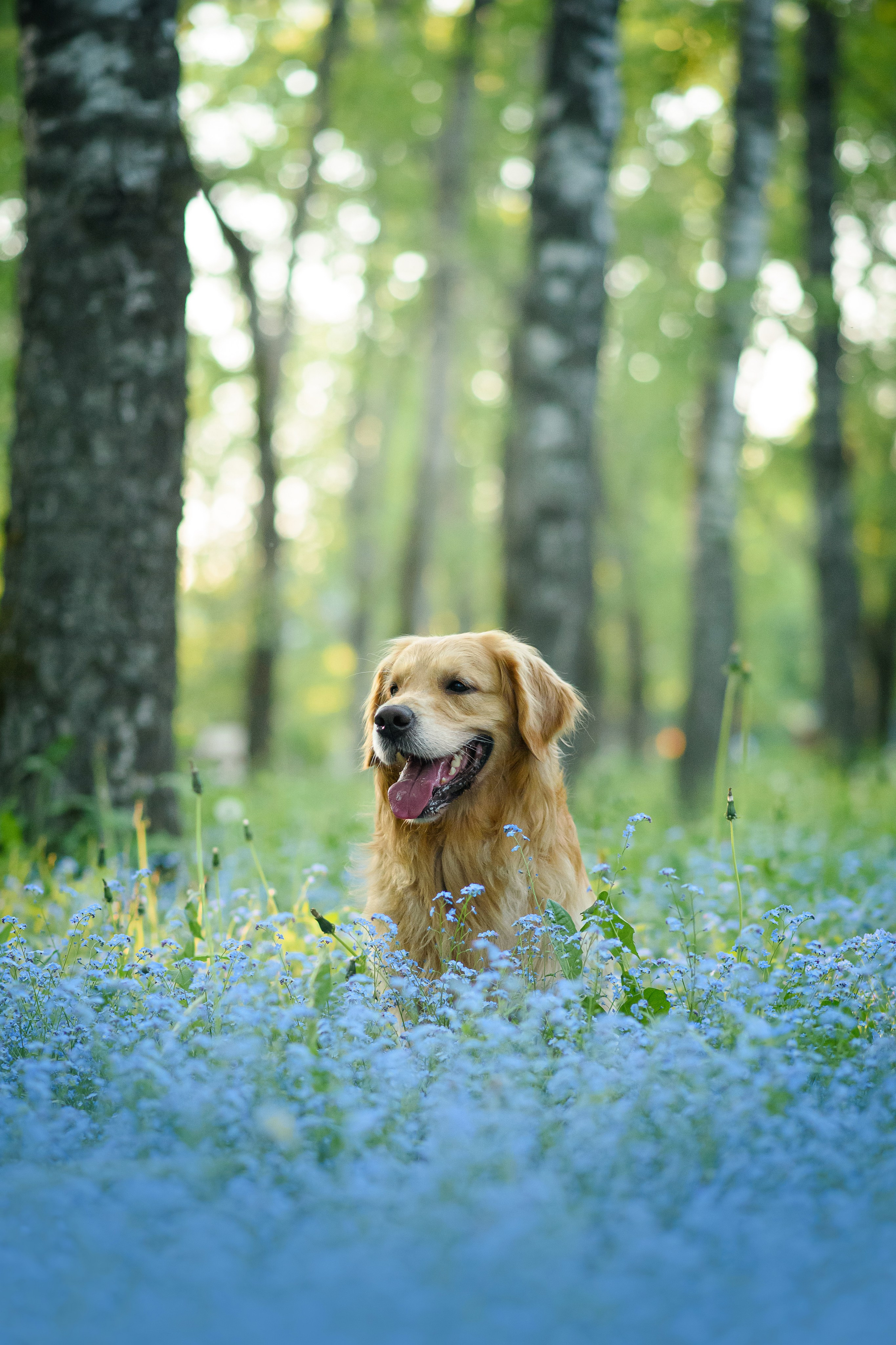 Степа, Йоки и Мята — 29.05.2024. Фотограф — Анималист | Анна Абрамова