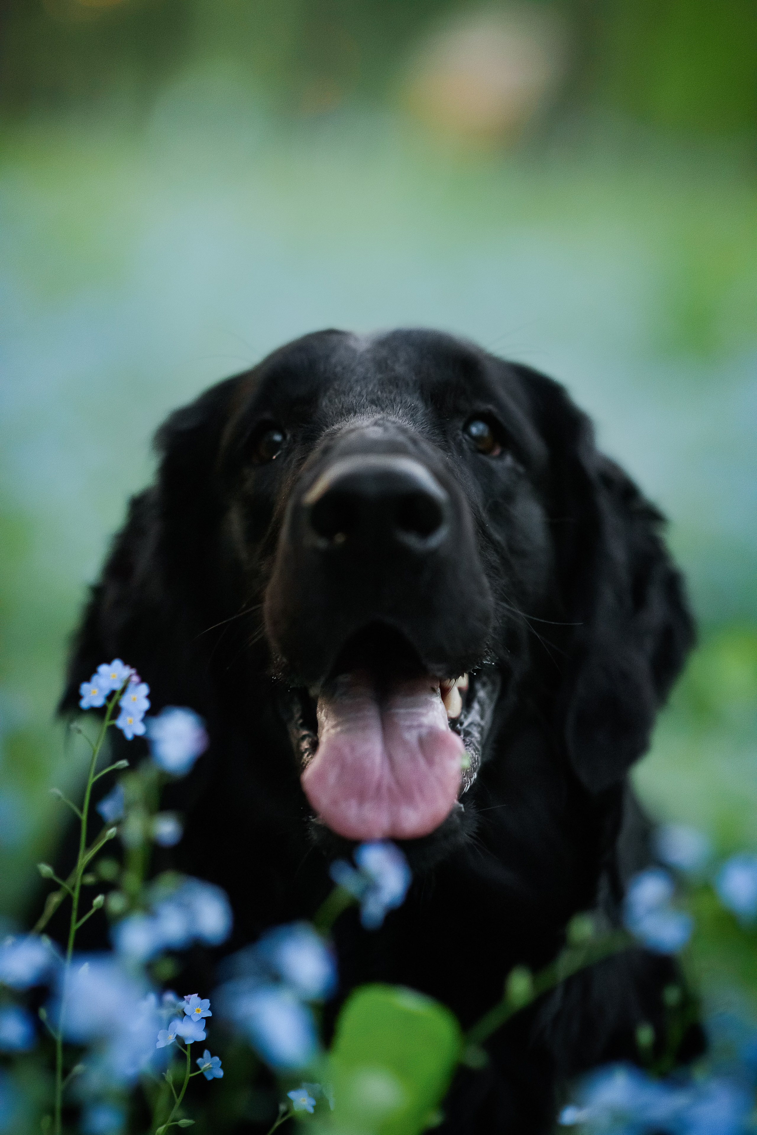 Степа, Йоки и Мята — 29.05.2024. Фотограф — Анималист | Анна Абрамова