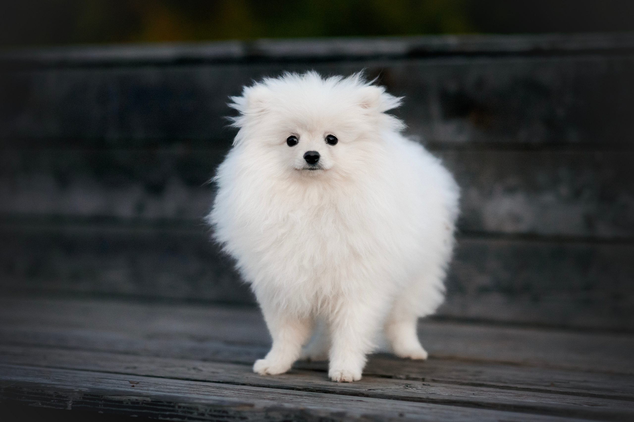 Малый немецкий шпиц — 18.09.2025. Фотограф — Анималист | Анна Абрамова