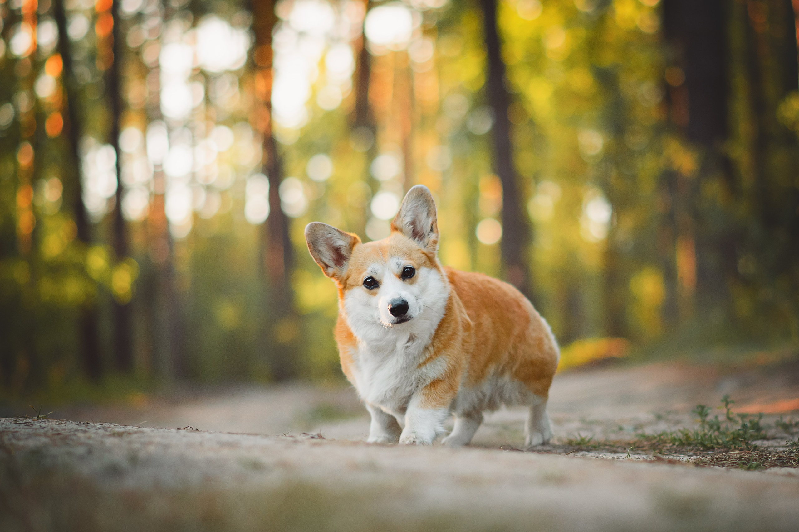 Лесная прогулка — 10.07.2024. Фотограф — Анималист | Анна Абрамова