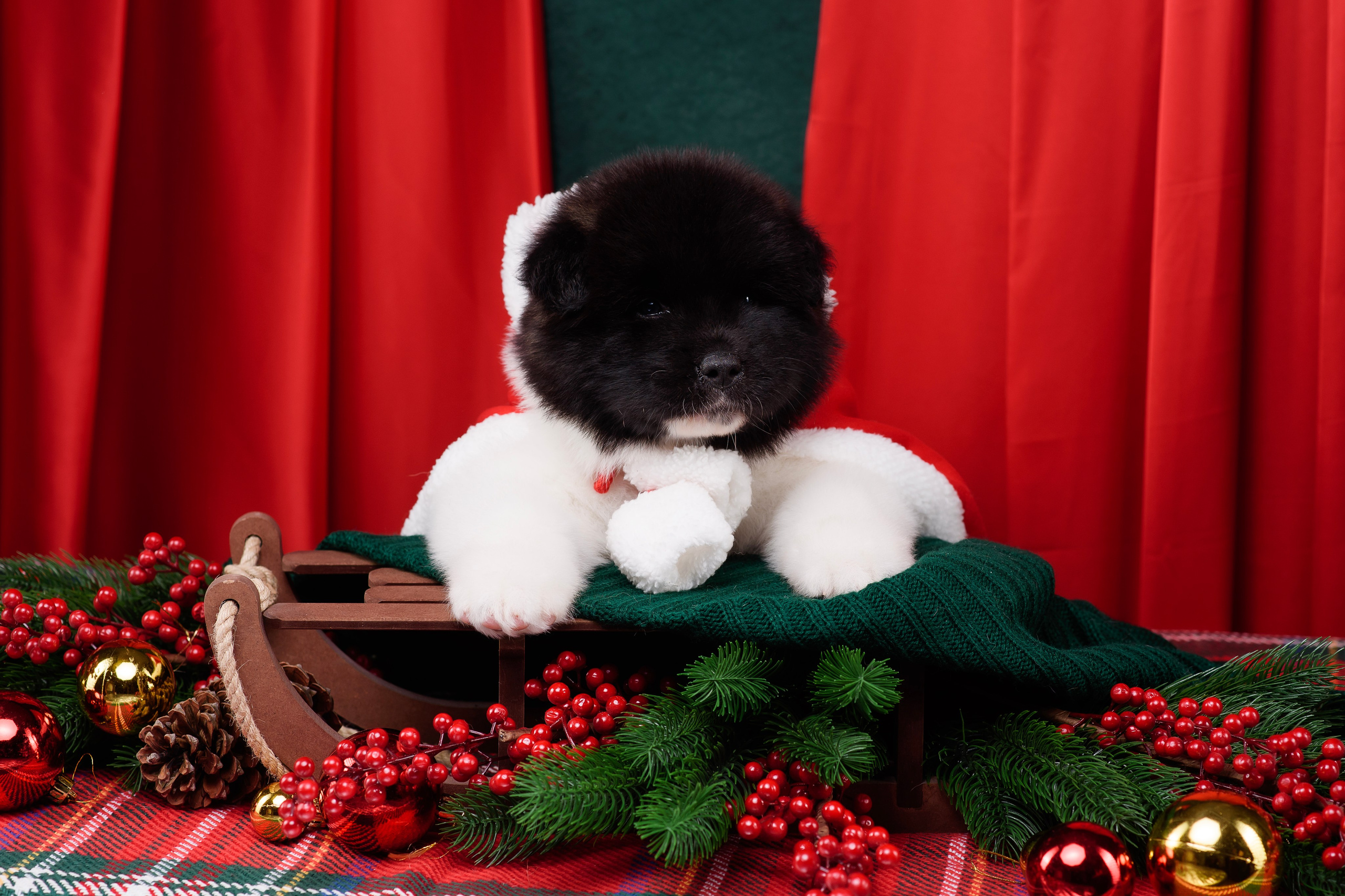 Щенки Американской Акиты. Фотограф — Анималист | Анна Абрамова