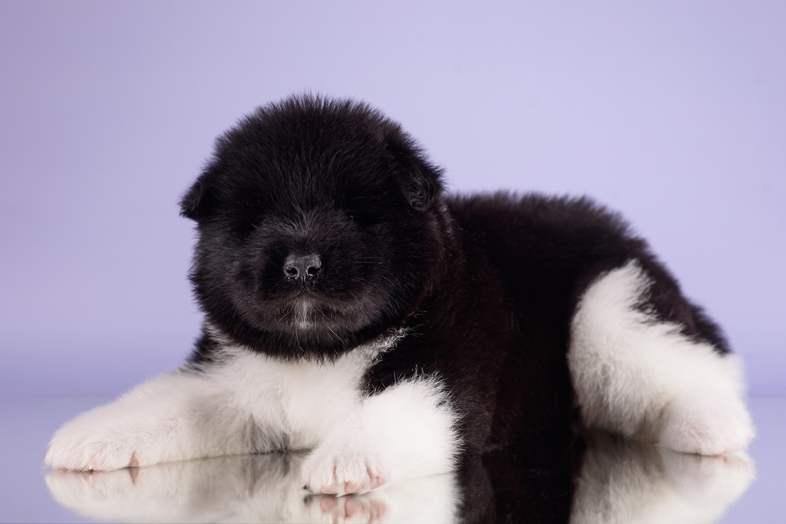 Щенки Американской Акиты — 04.11.2024. Фотограф — Анималист | Анна Абрамова