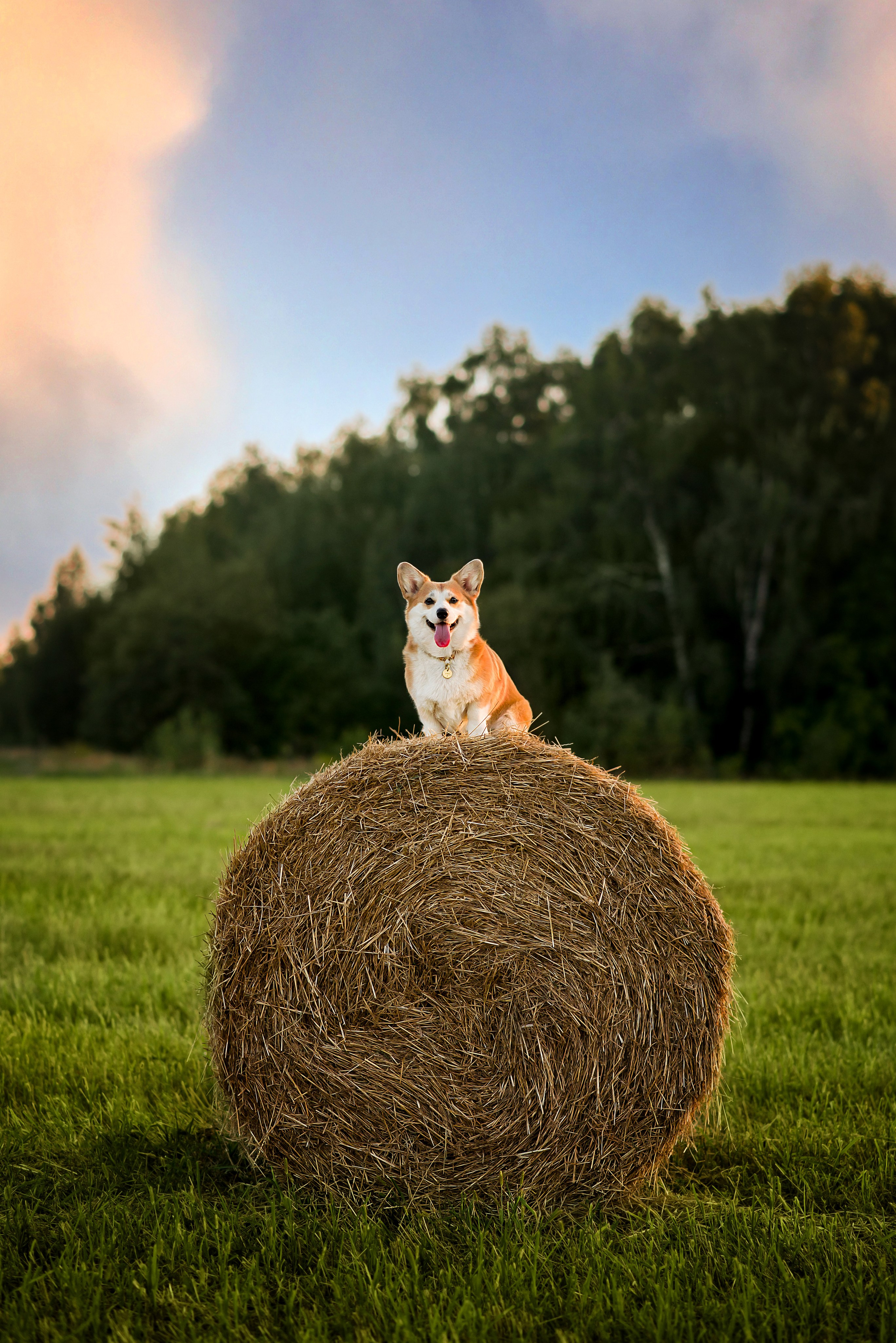 Лея и тюки — 10.08.2023. Фотограф — Анималист | Анна Абрамова
