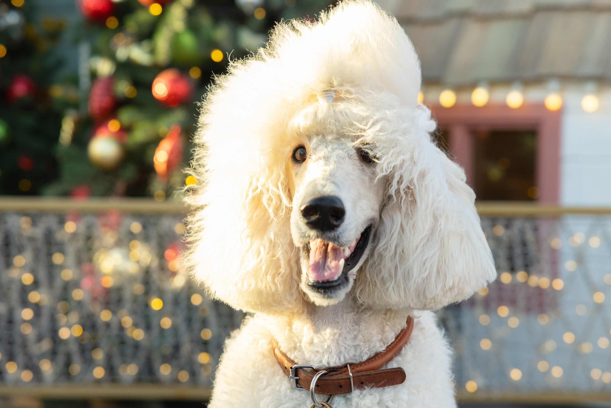 Клуб грумеров (прогулка и семинары). Виктория Зудина — фотограф в Москве