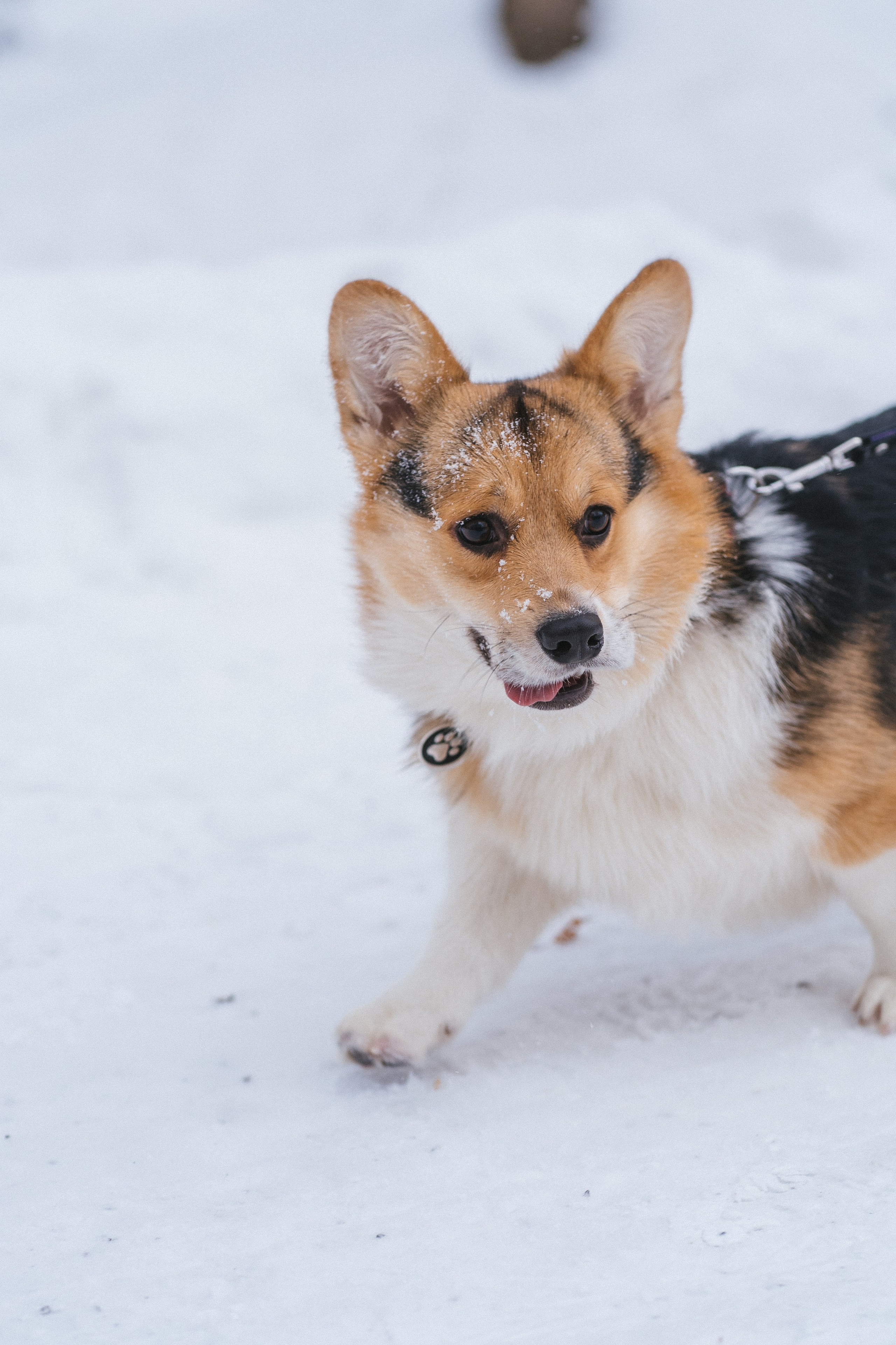 Каспер и Полина. Свадебный фотограф в Москве Анна Полушина