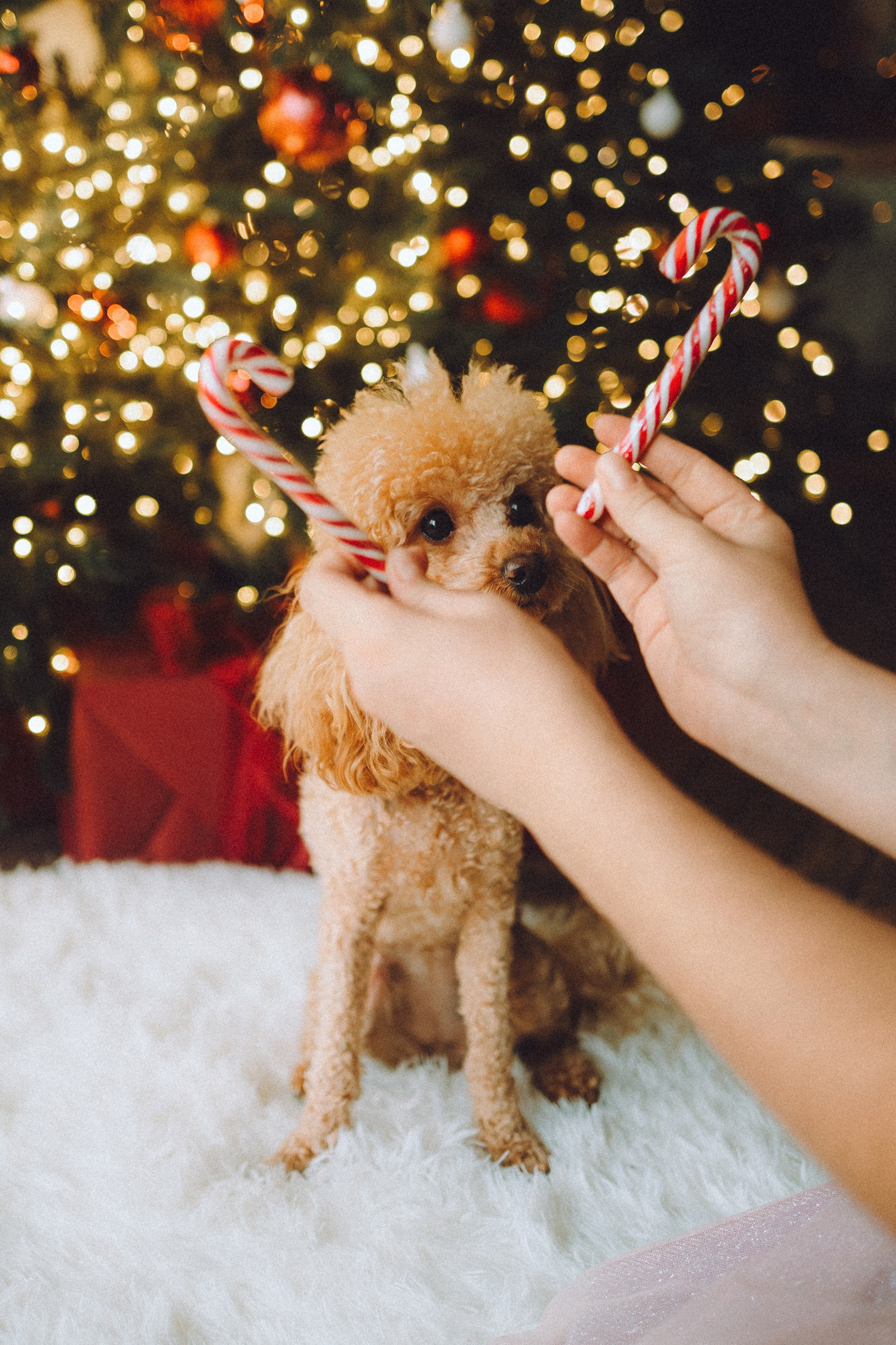 Джули, Шелли и их семья