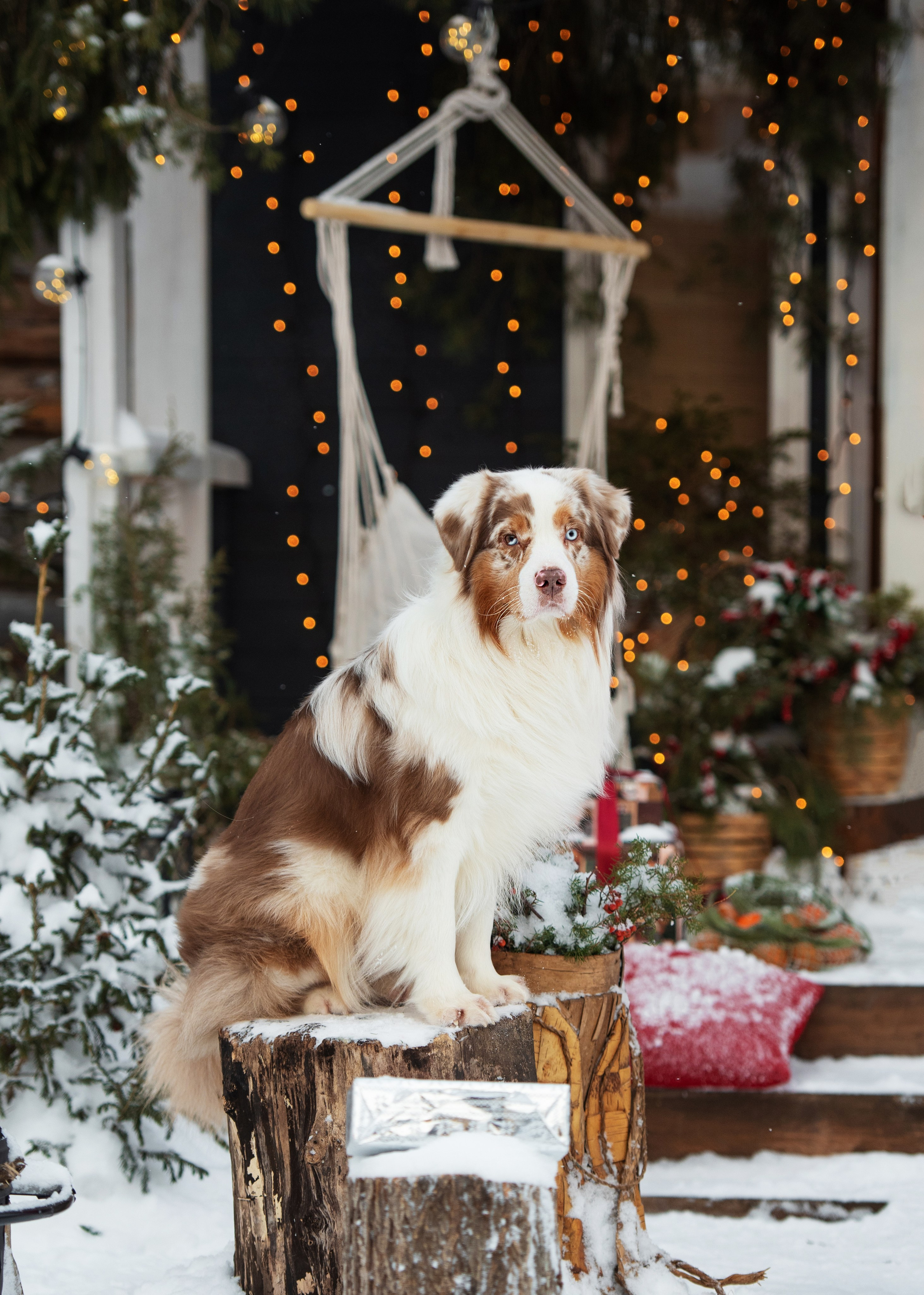 Аусси и его семья. Дог-фотограф в Тюмени Александра Королева