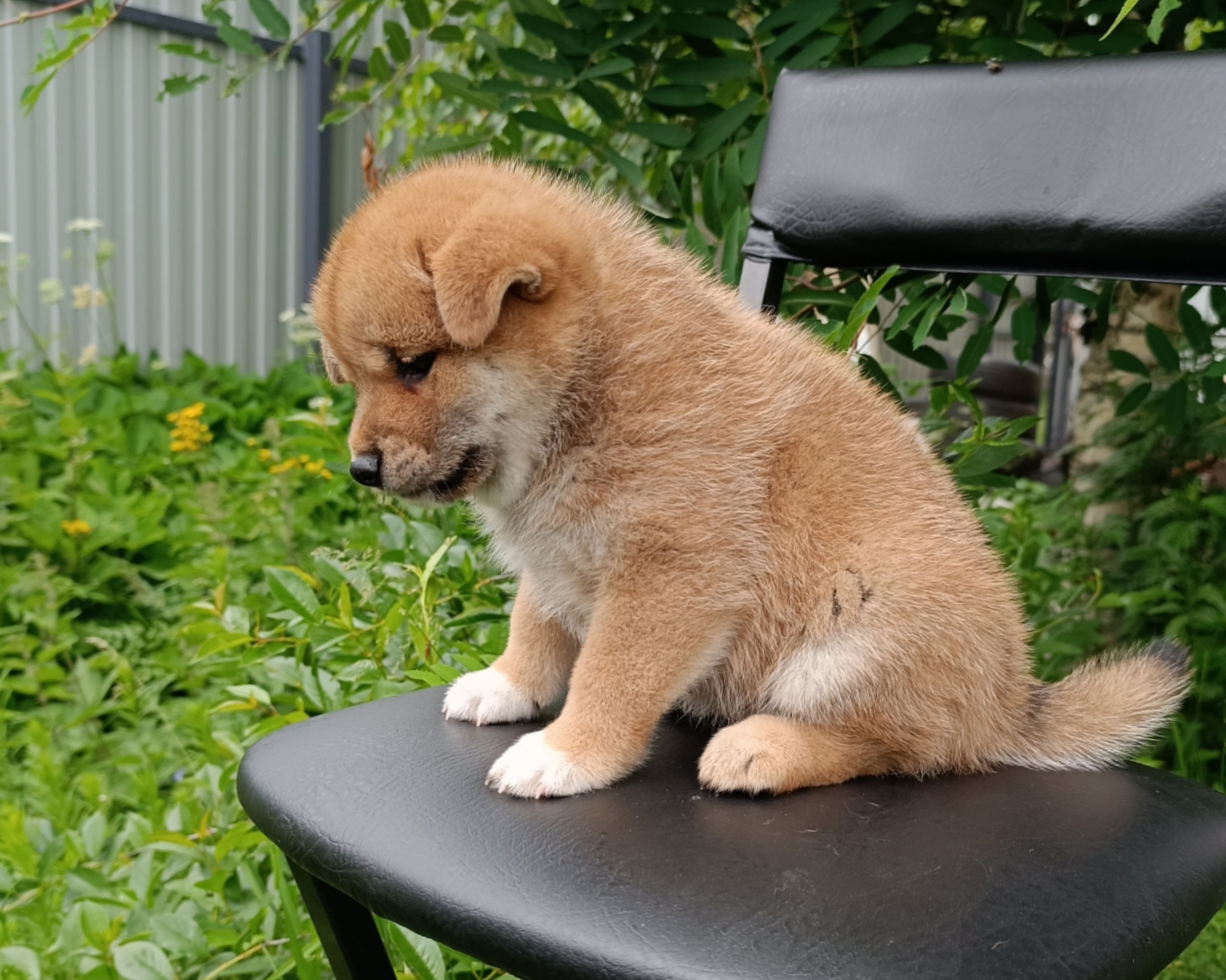 сиба питомник Рубилайт щенки на продажу rubylight  сиба щенки купить СПб Санкт-Петербург