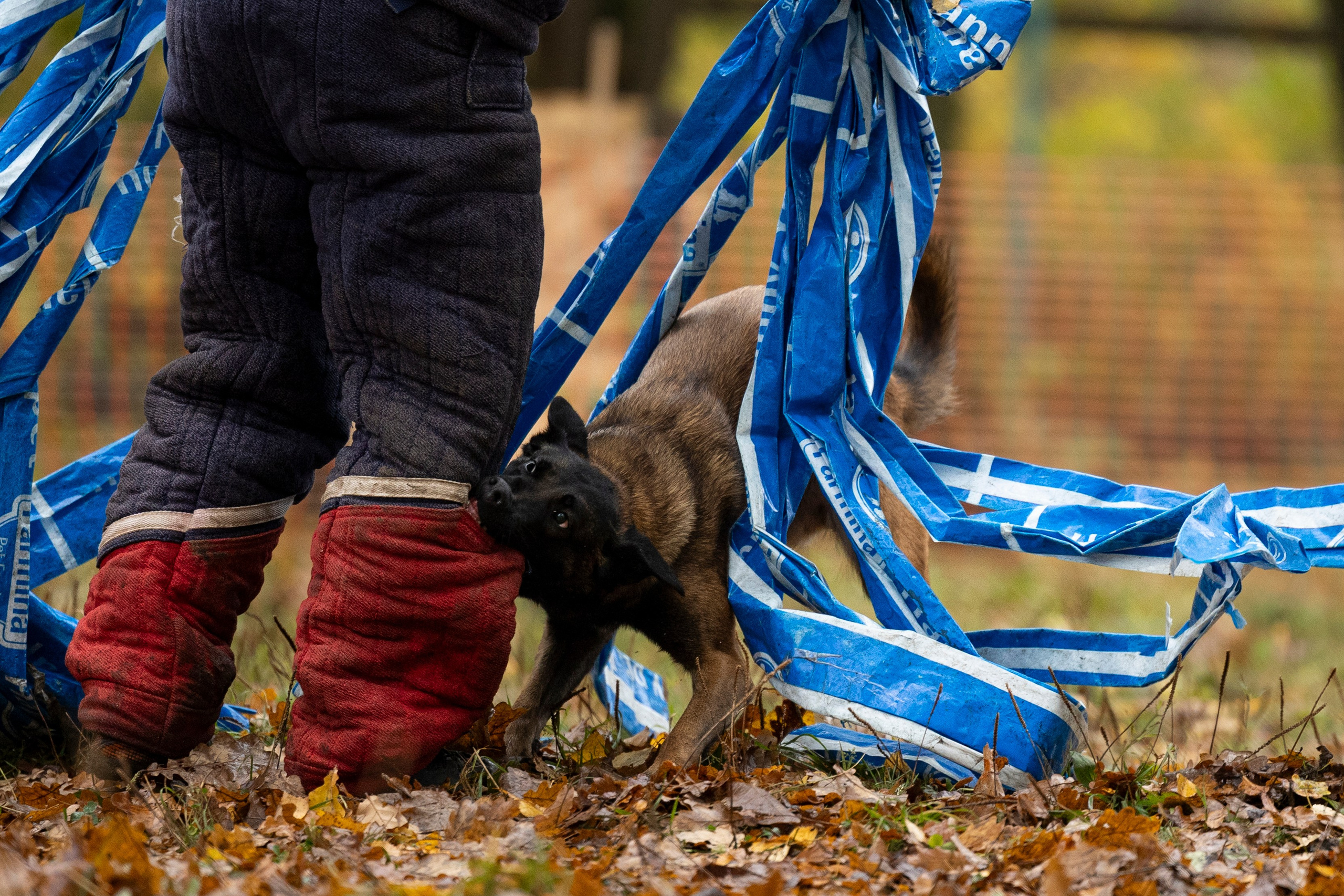 Соревнования по Мондьорингу г. Вологда. Фотограф-анималист Анна Маринич