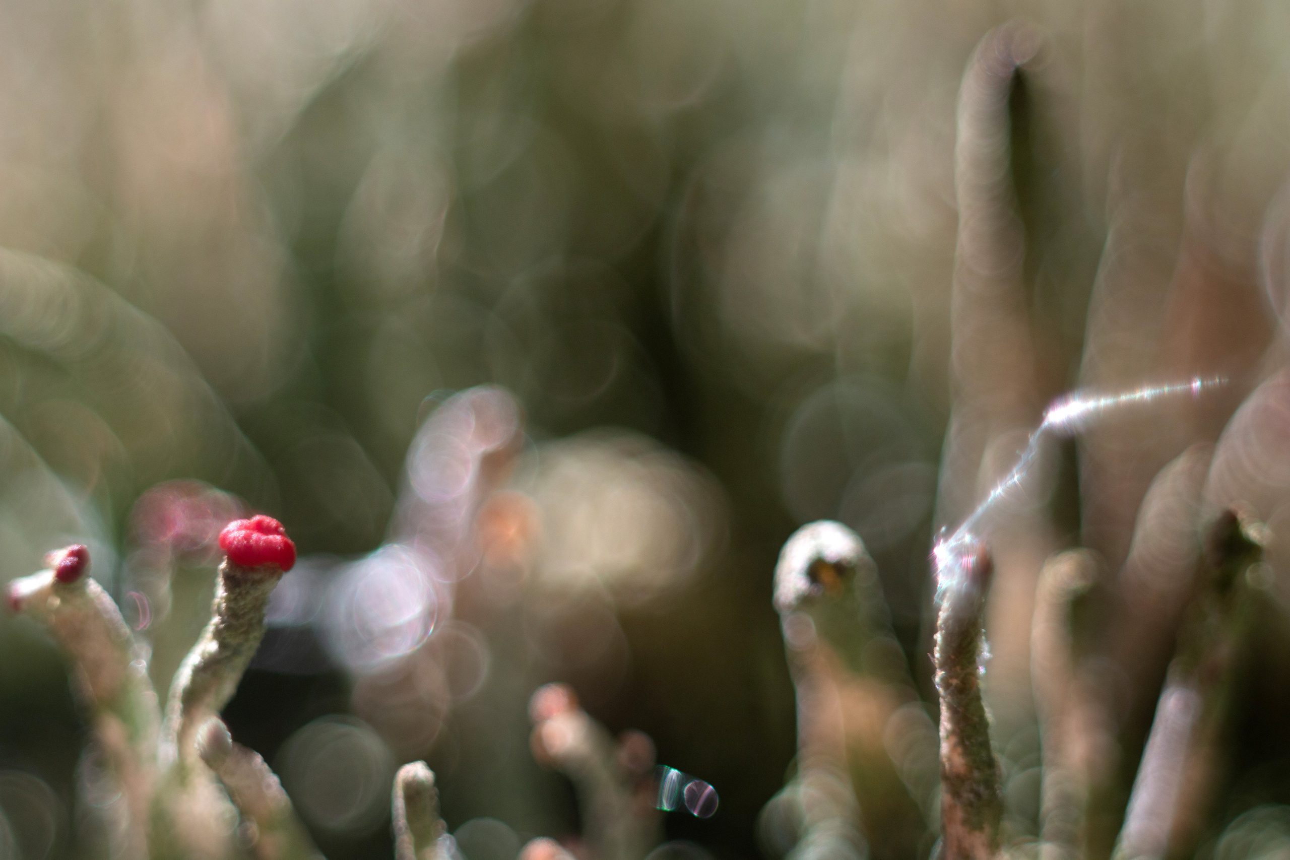 Макро. Фотограф Лагутин Анатолий