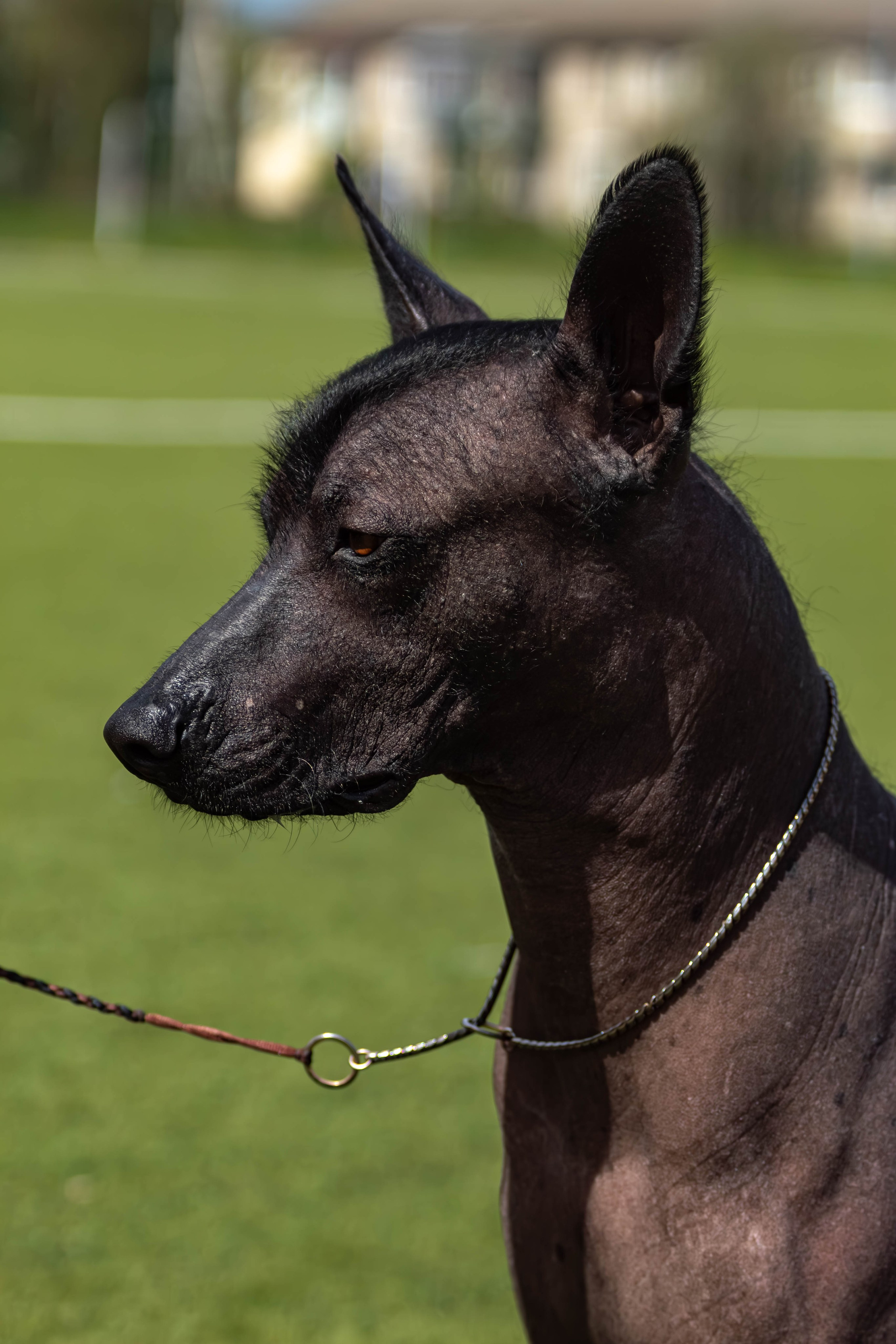 Фотограф анималист для выставки собак в Туле. Фотограф анималист — Тула, Москва