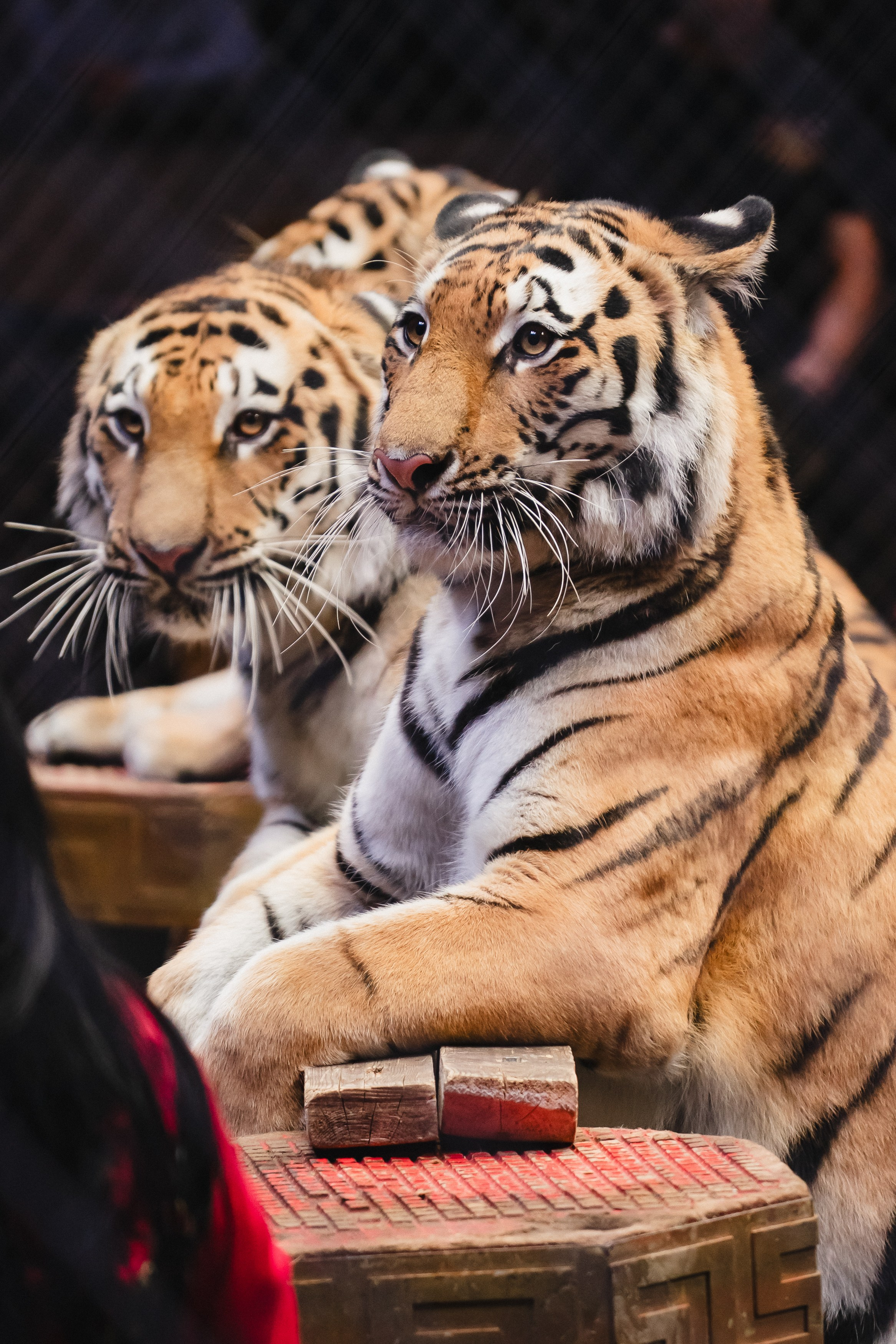 5 Континентов — Открытая репетиция. Воробьева Ксения — Спортивный и танцевальный фотограф Новосибирск