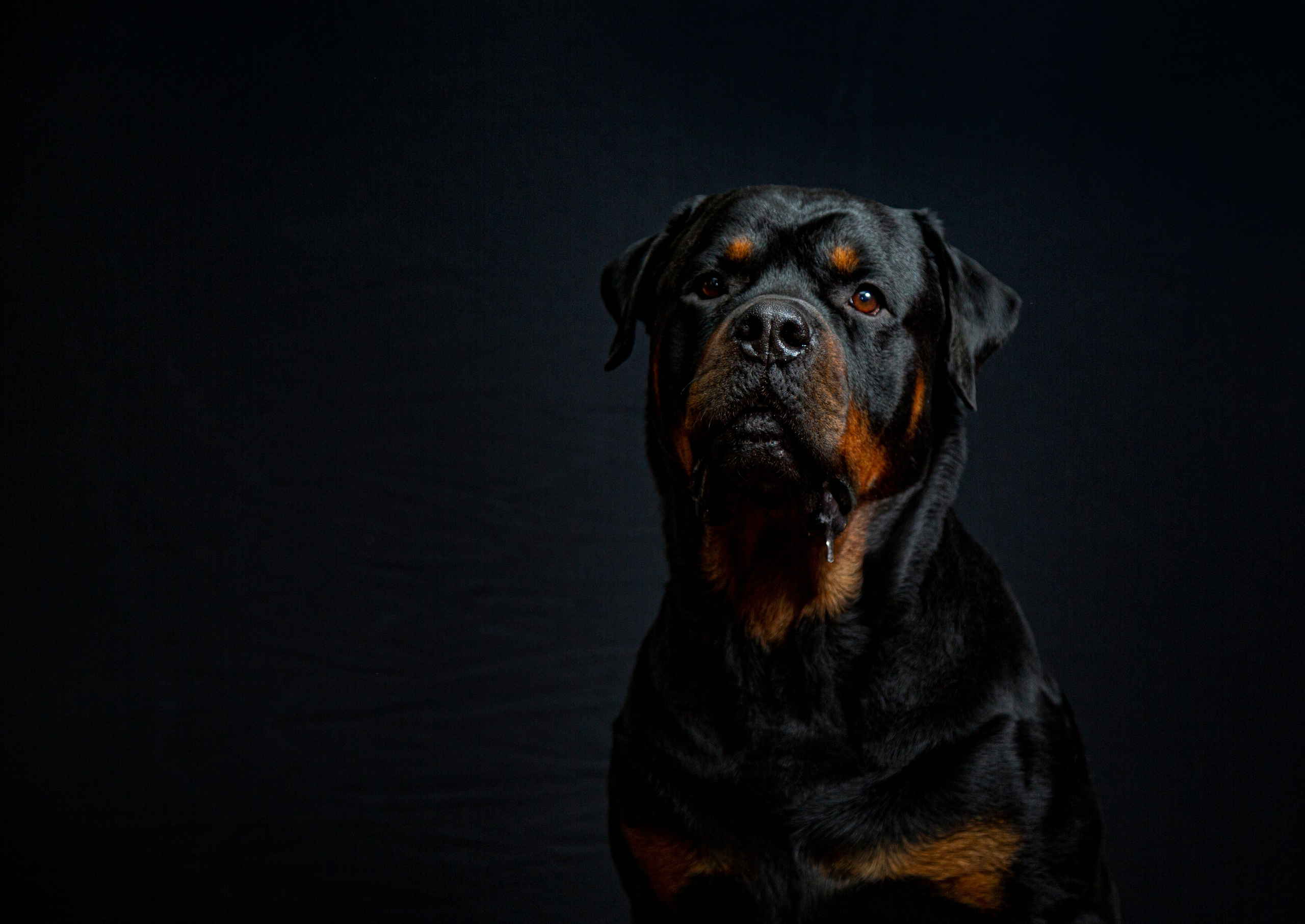 Животные. Авторские туры с профессиональным фотографом