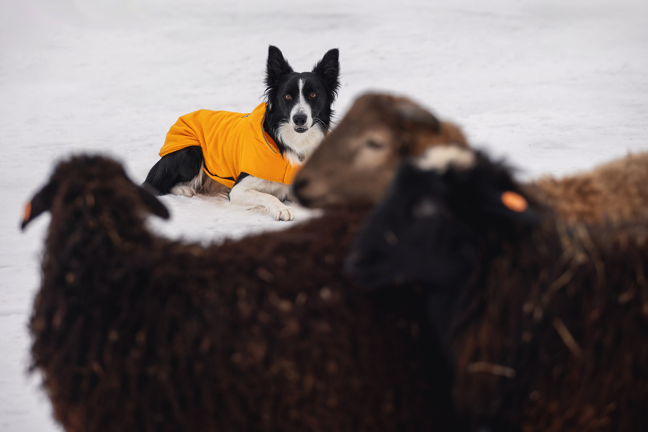 Татьяна и Ран. YULA KOLESOVA | Фотограф — Анималист | Художник | Тюмень