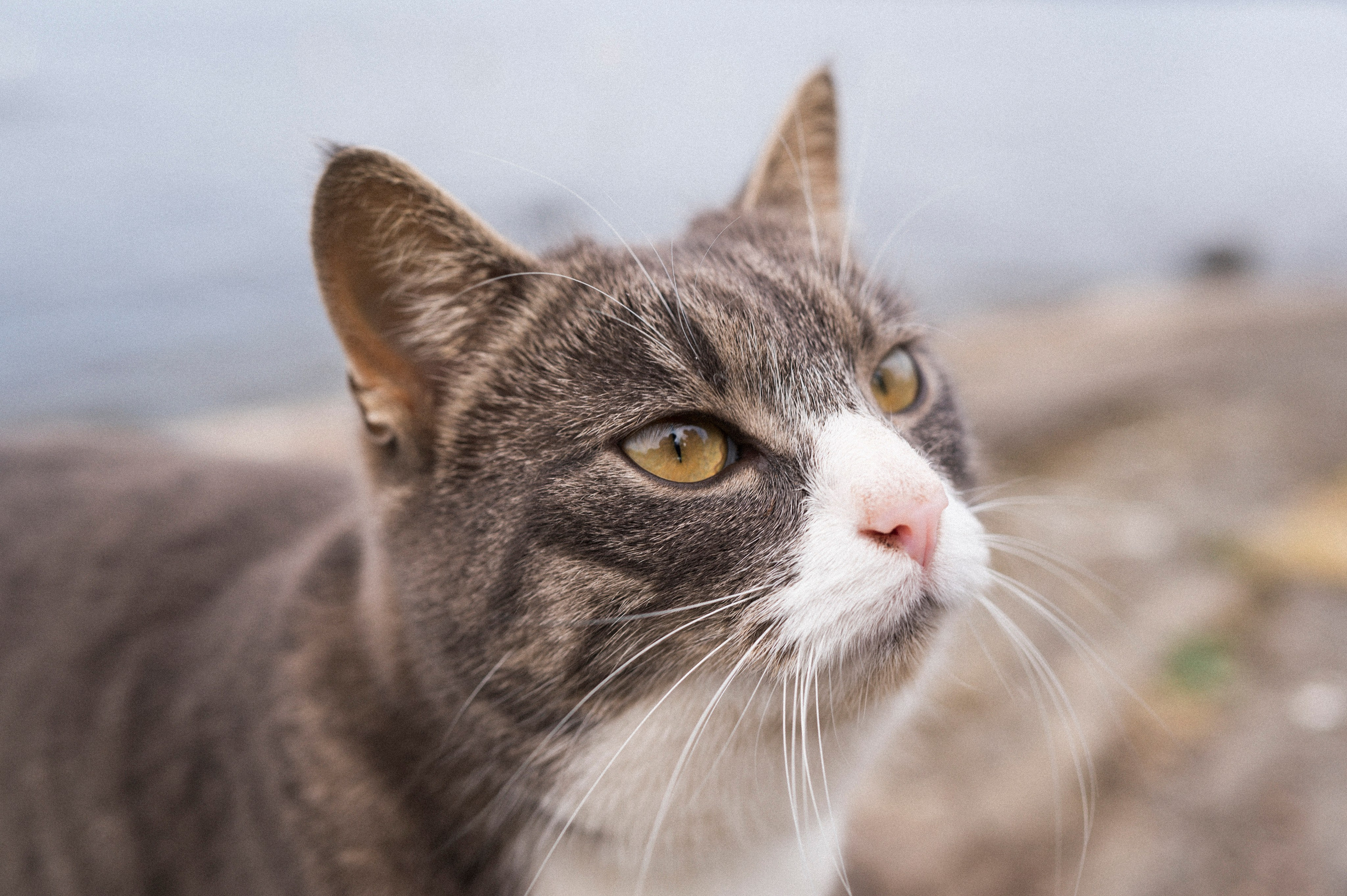 North 2024. Kartascheff