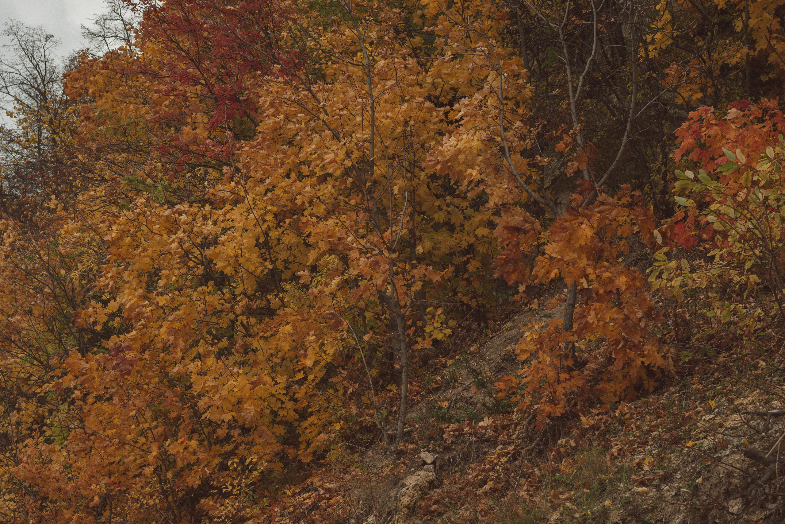 ПОРТФОЛИО. Художник, фотограф и арт-терапевт в Казани Аймалетдинова Альмира