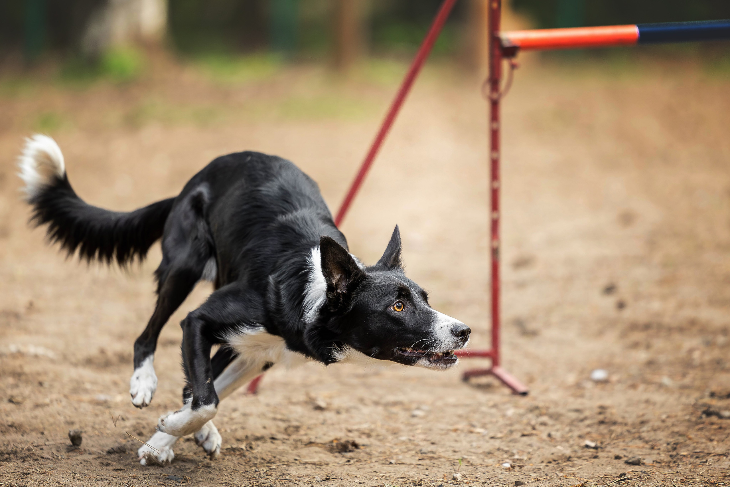 Тренировка аджилити. Фотограф Анималист в Перми Анастасия Остерман