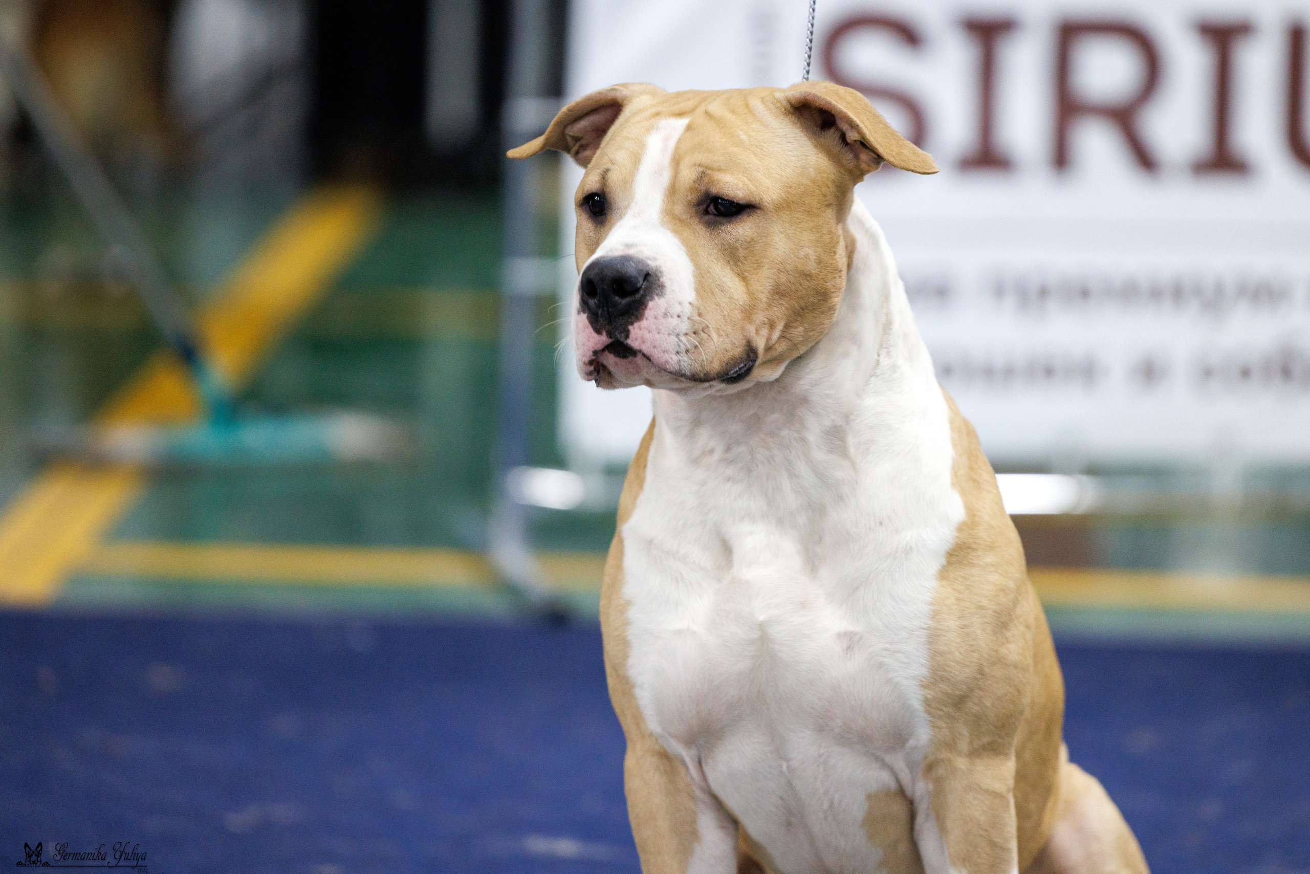 Сфера 28.01. и 4.02.2024. Фотограф-анималист Юлия Германика