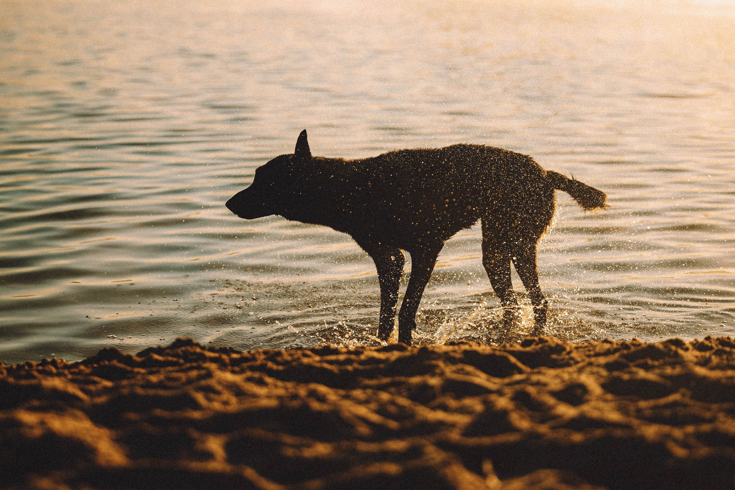 Таня, Ерш и Оллик