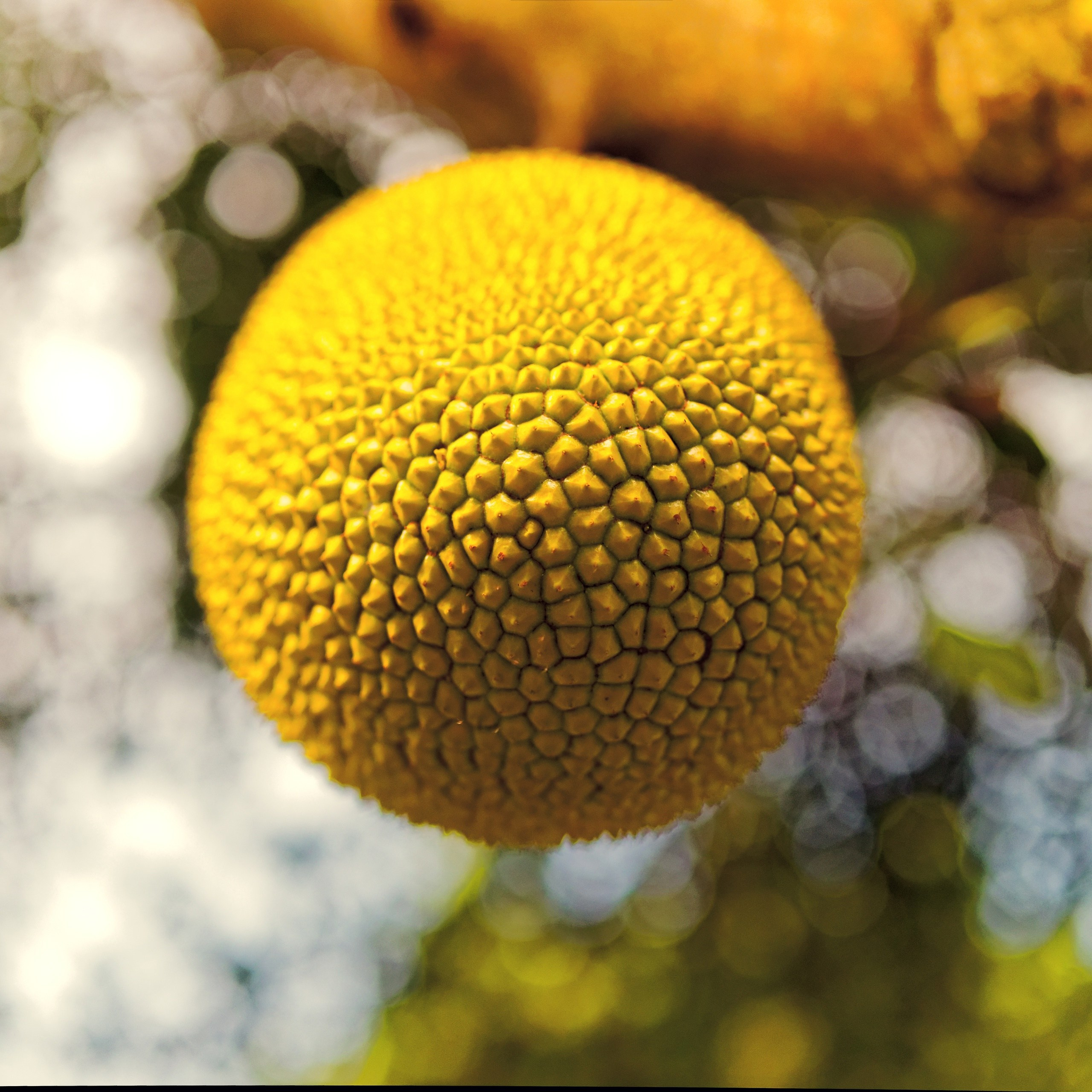 ПРИРОДА. Слепки времени. Фотографии природы и событий. Москва. Сергей Аллагулов