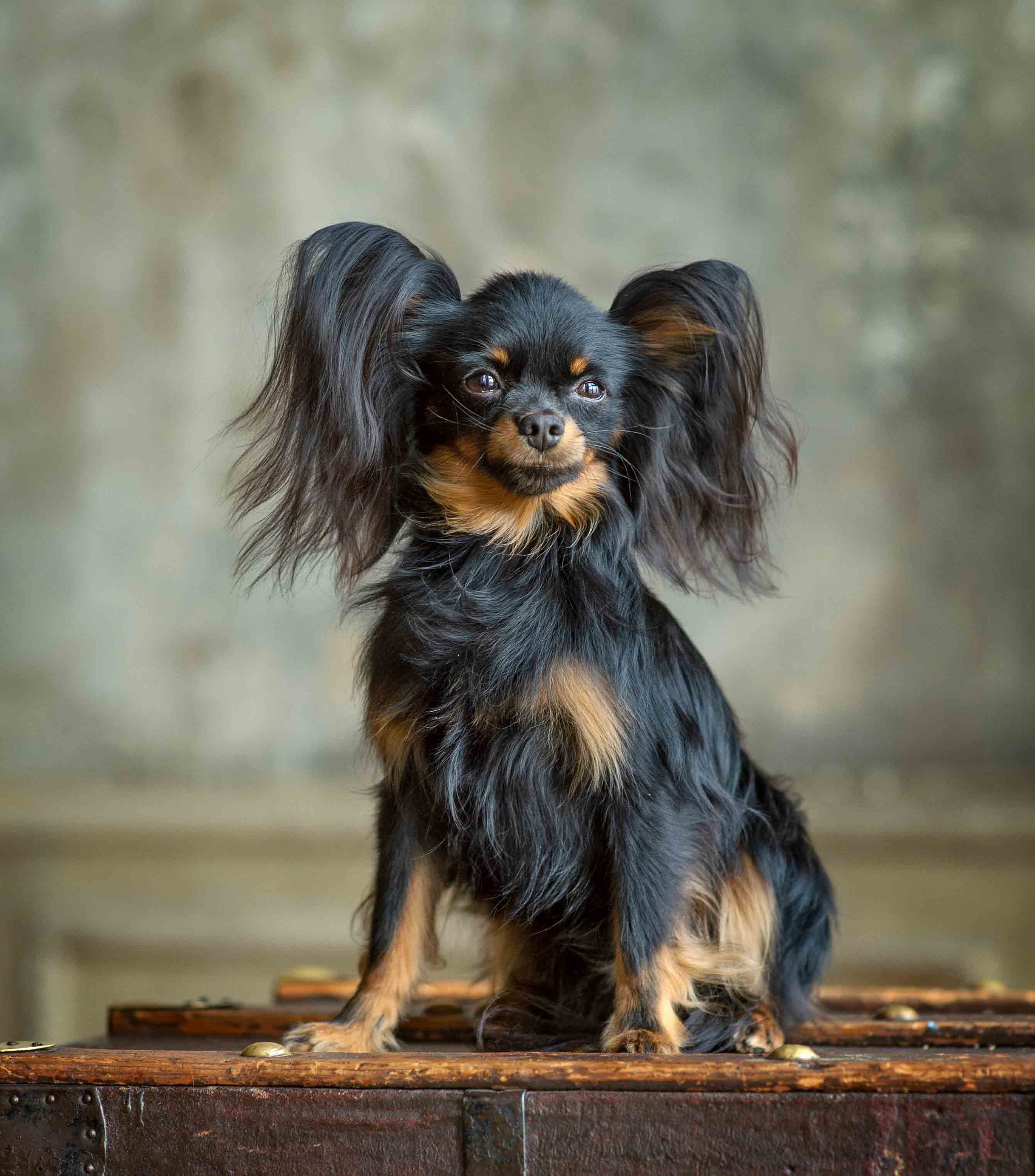 Собаки. Портретная и свадебная фотосъемка. Москва и область