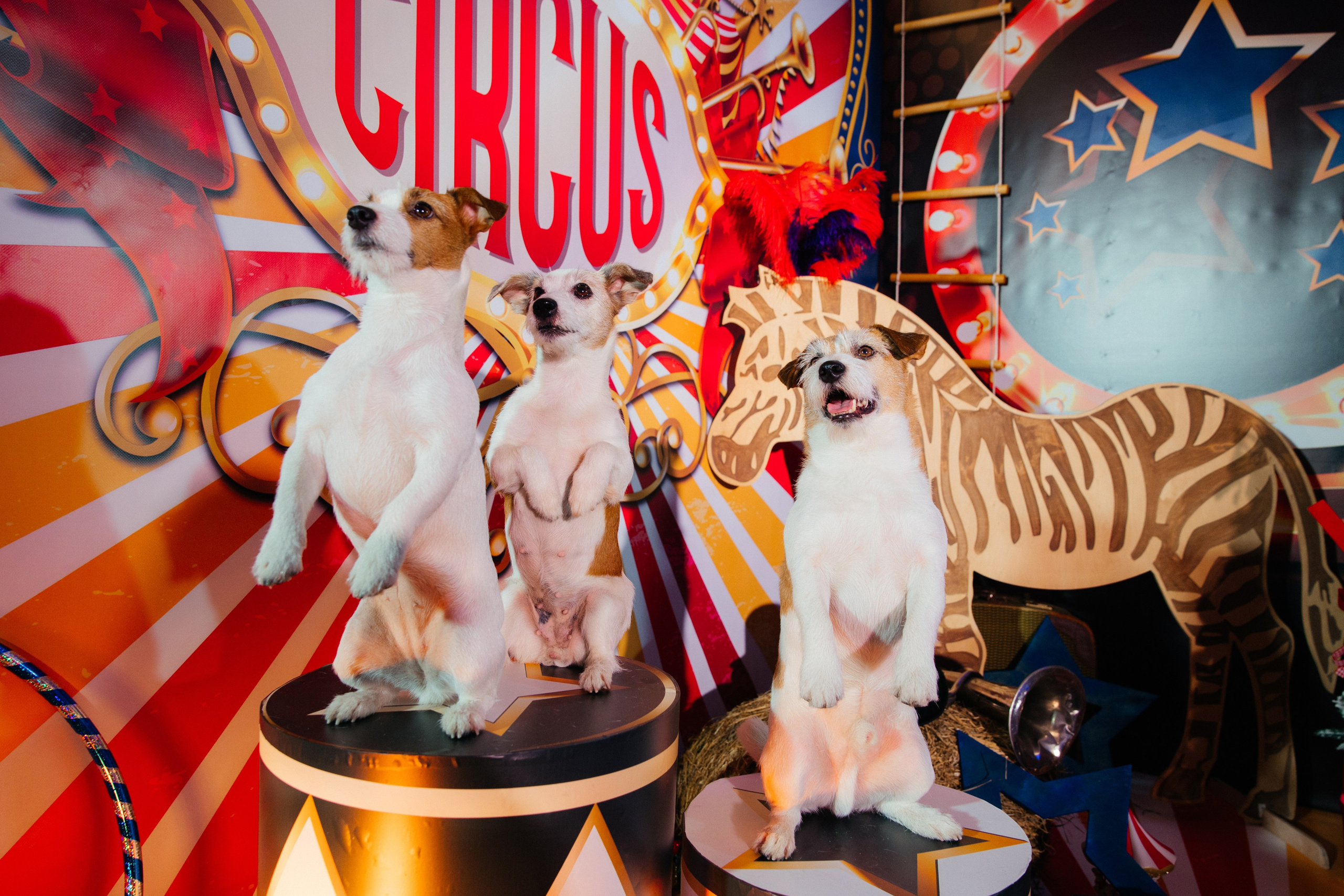 Корпоратив Цирк. Свадебный фотограф Минск РБ