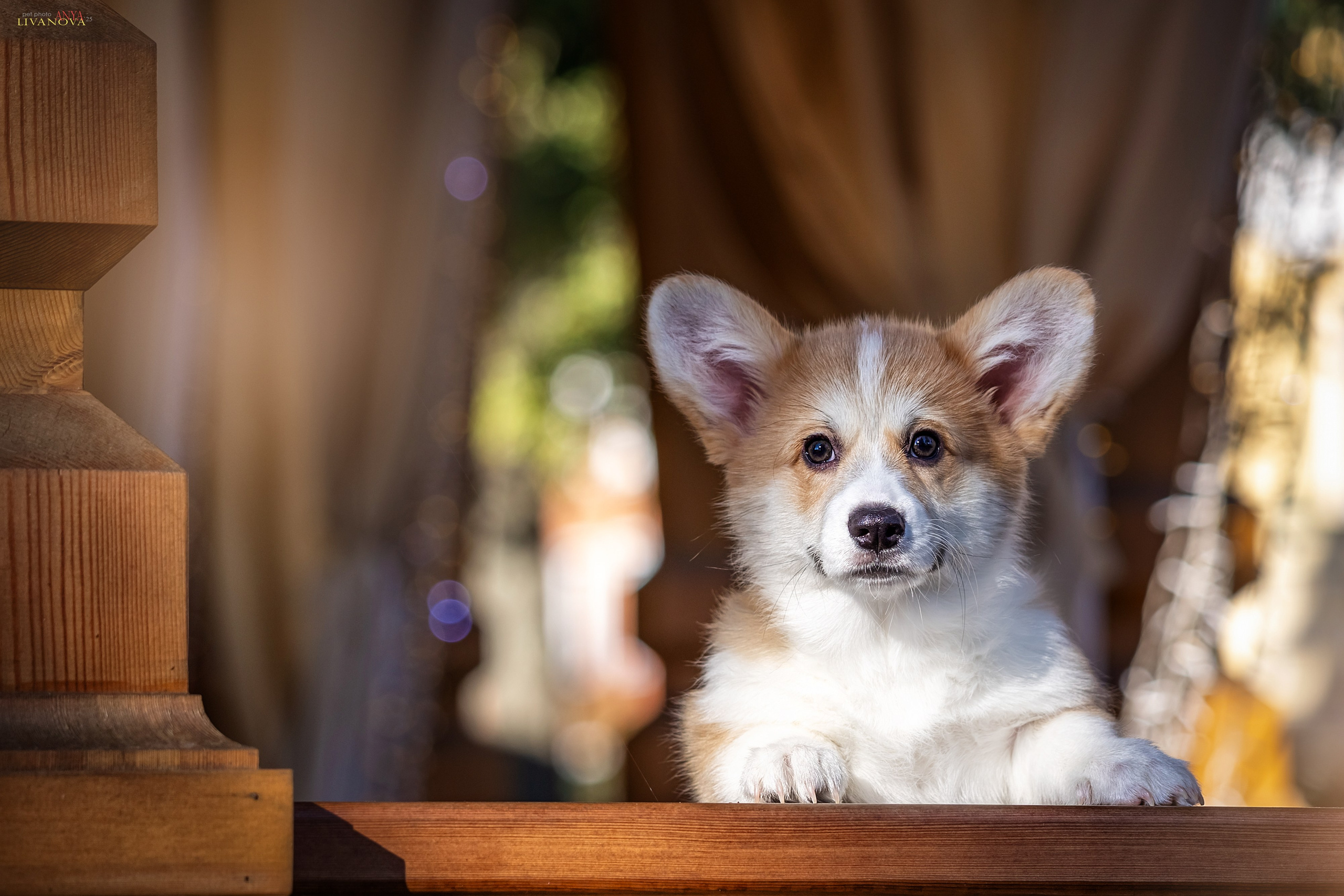 Коржики. Фотограф анималист Аня Ливанова | Рыбинск