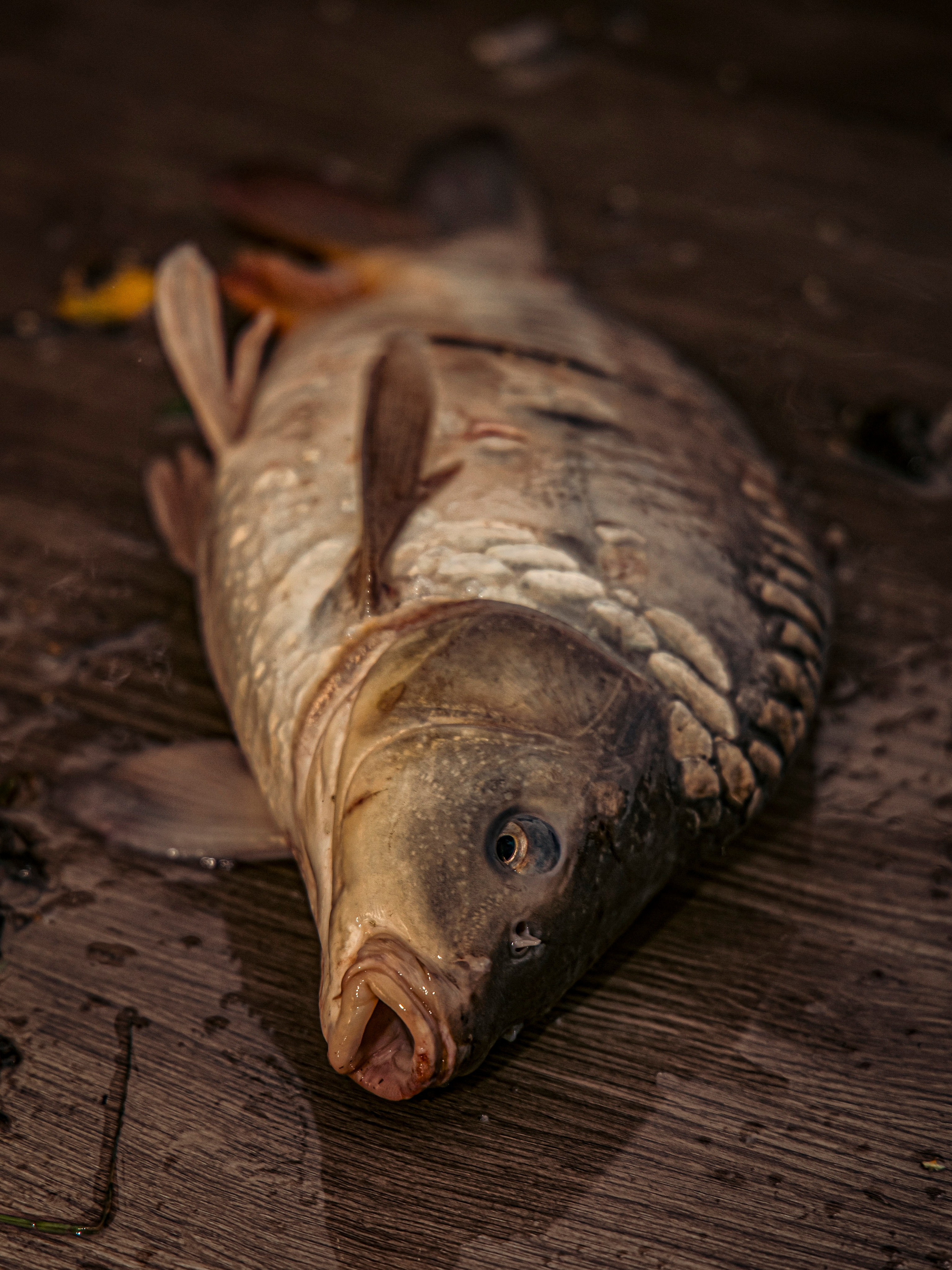 Тихая заводь. Чеховский район. Фотограф для маркетплейсов, фотоуслуги в Жуковском Татьяна Марсуверских