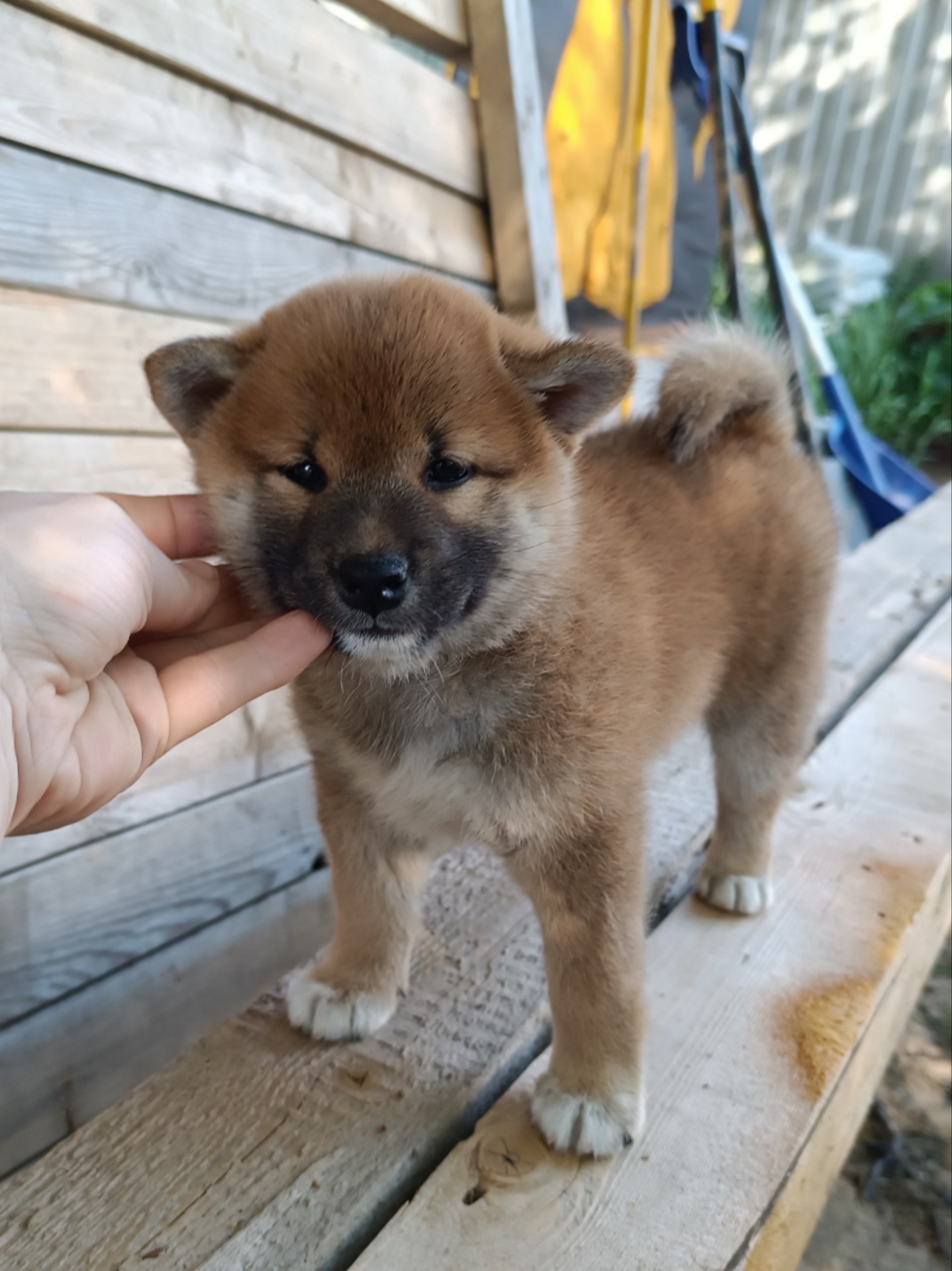 сиба питомник Рубилайт щенки на продажу rubylight  сиба щенки купить СПб Санкт-Петербург