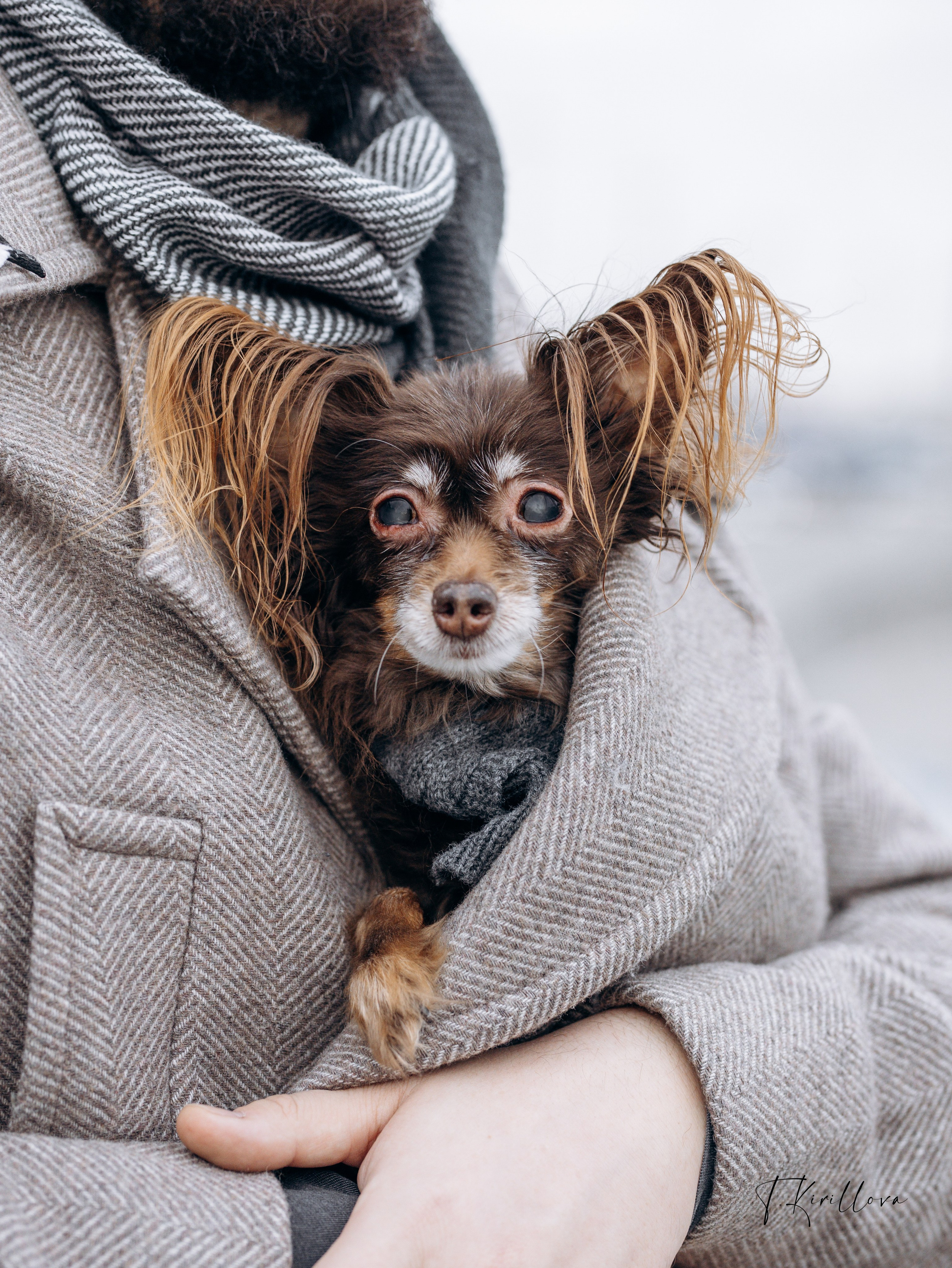 Зося и Антон. Фотограф-анималист в Москве Кириллова Татьяна