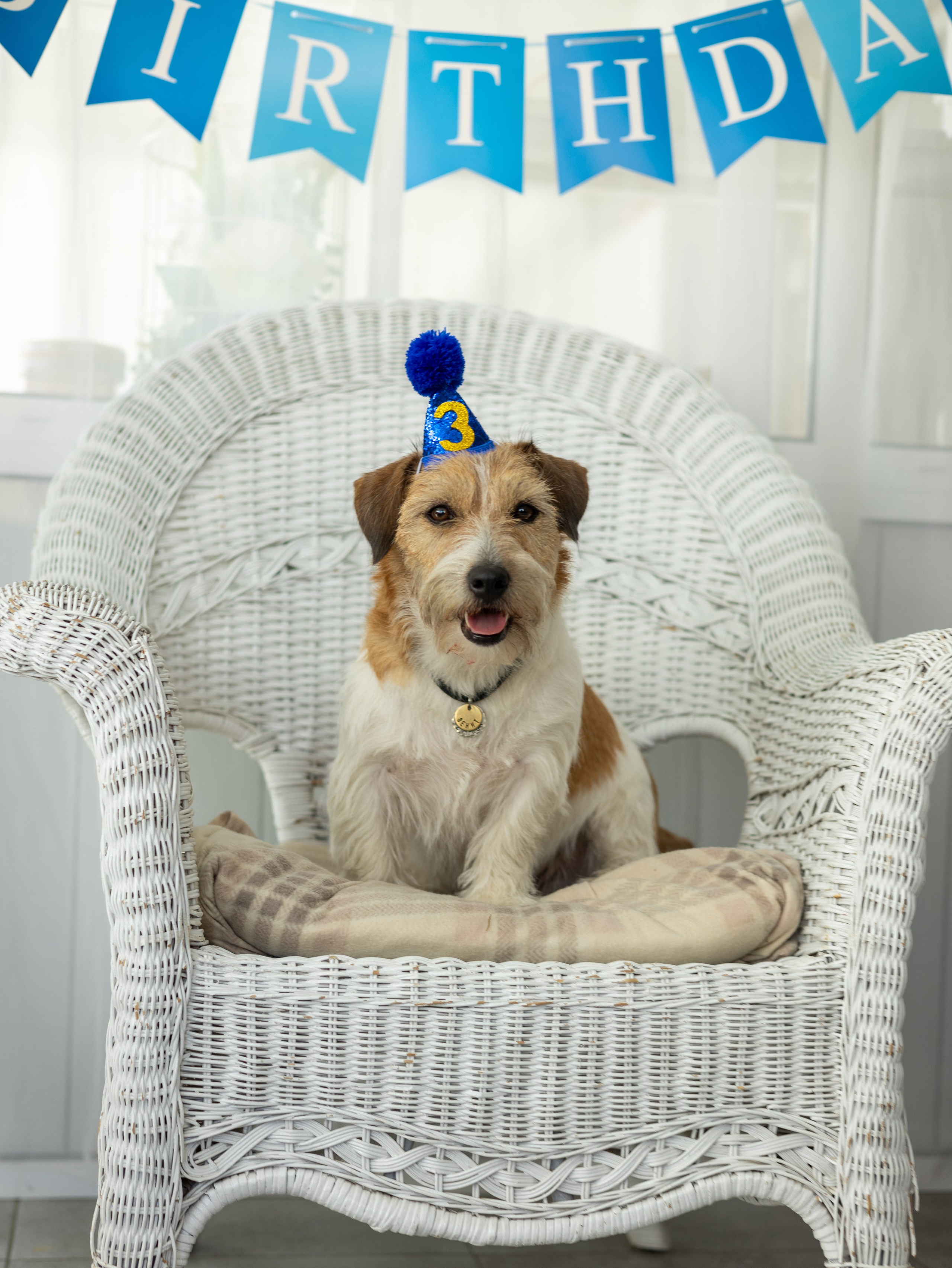 День рождение Зенита. Фотограф-анималист в Москве Кириллова Татьяна