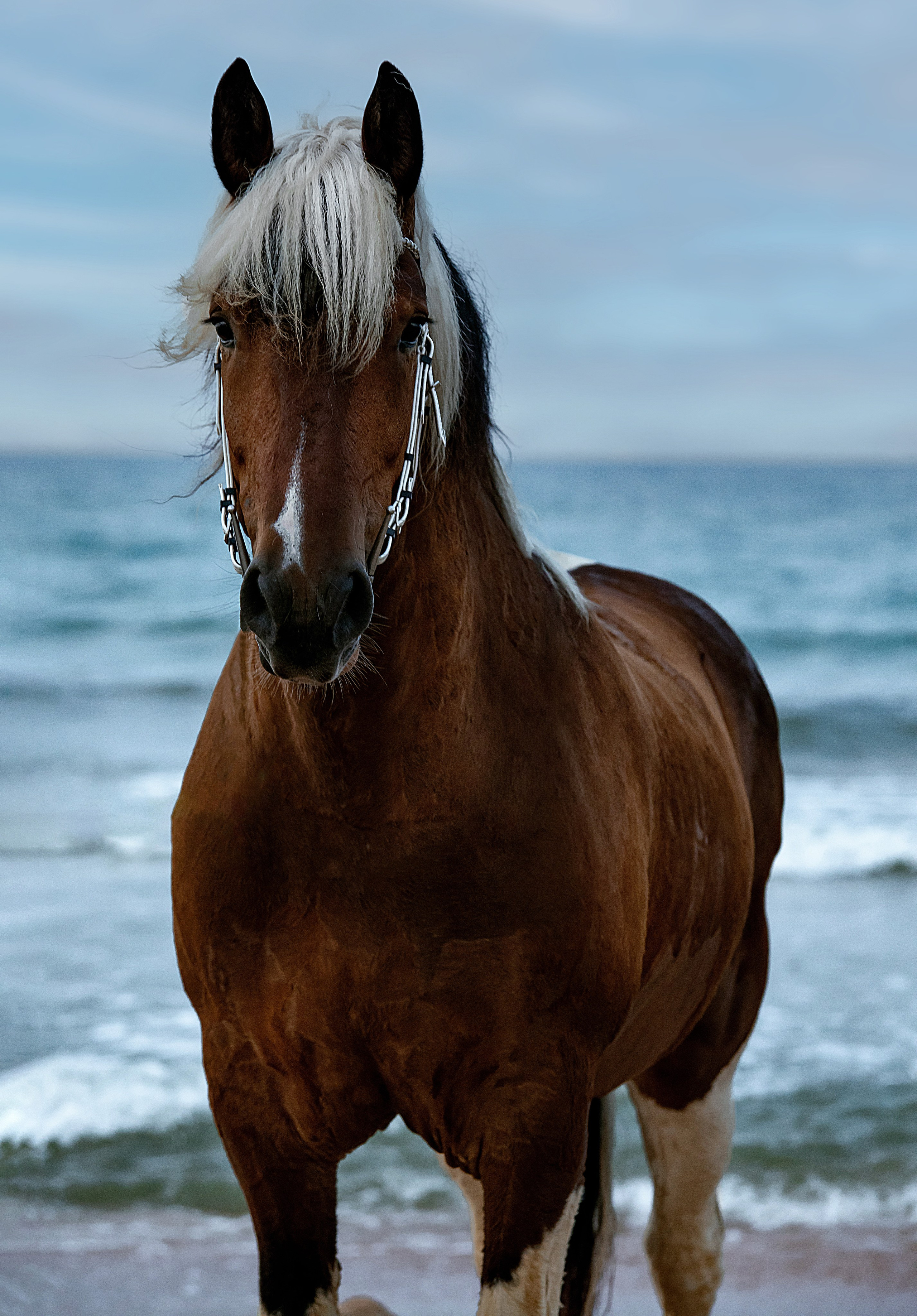 Лошади на свободе. Конный и театральный фотограф Анапа
