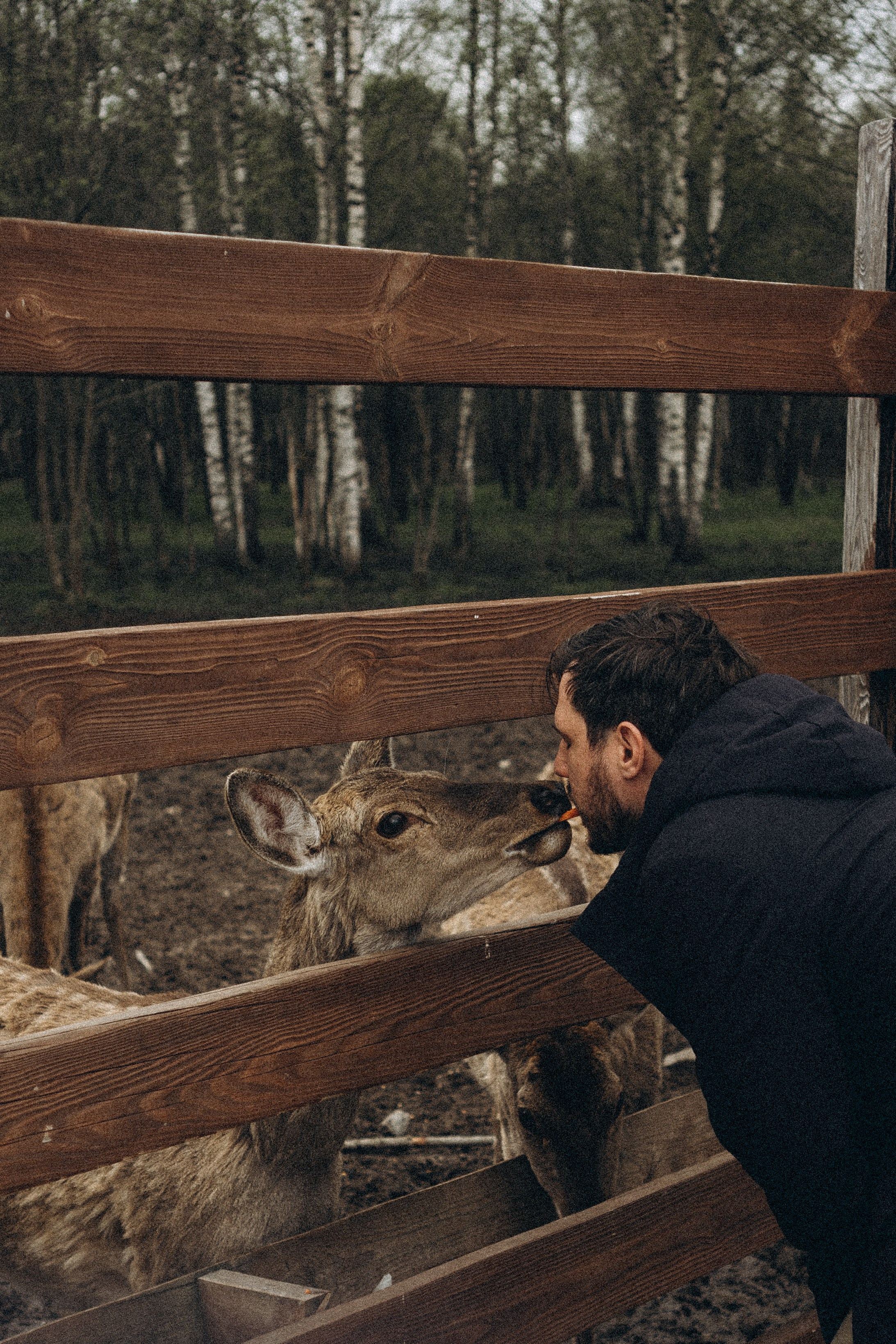 ОЛЕНЬЯ ФЕРМА В ТВЕРИ. Профессиональный фотограф, Санкт-Петербург — Виктория Богомолова