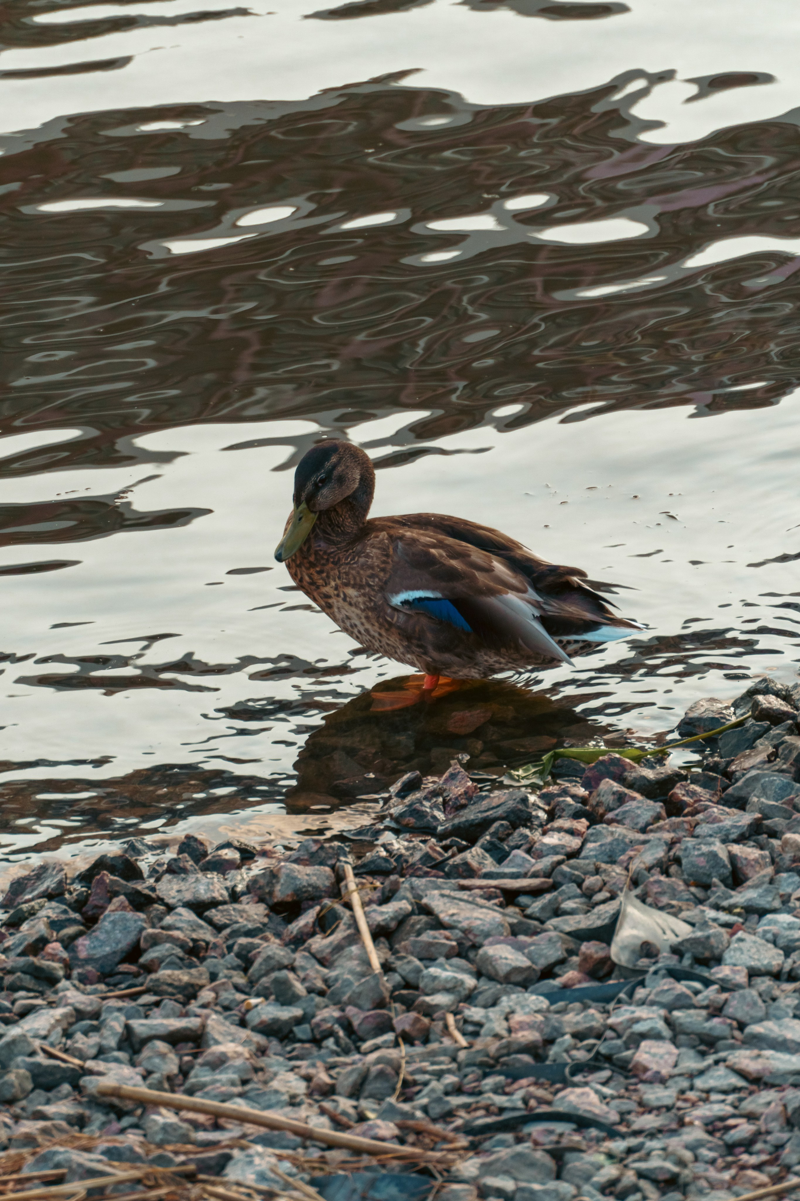 Животные. Фотограф в Санкт-Петербурге Ибрагимова Алина