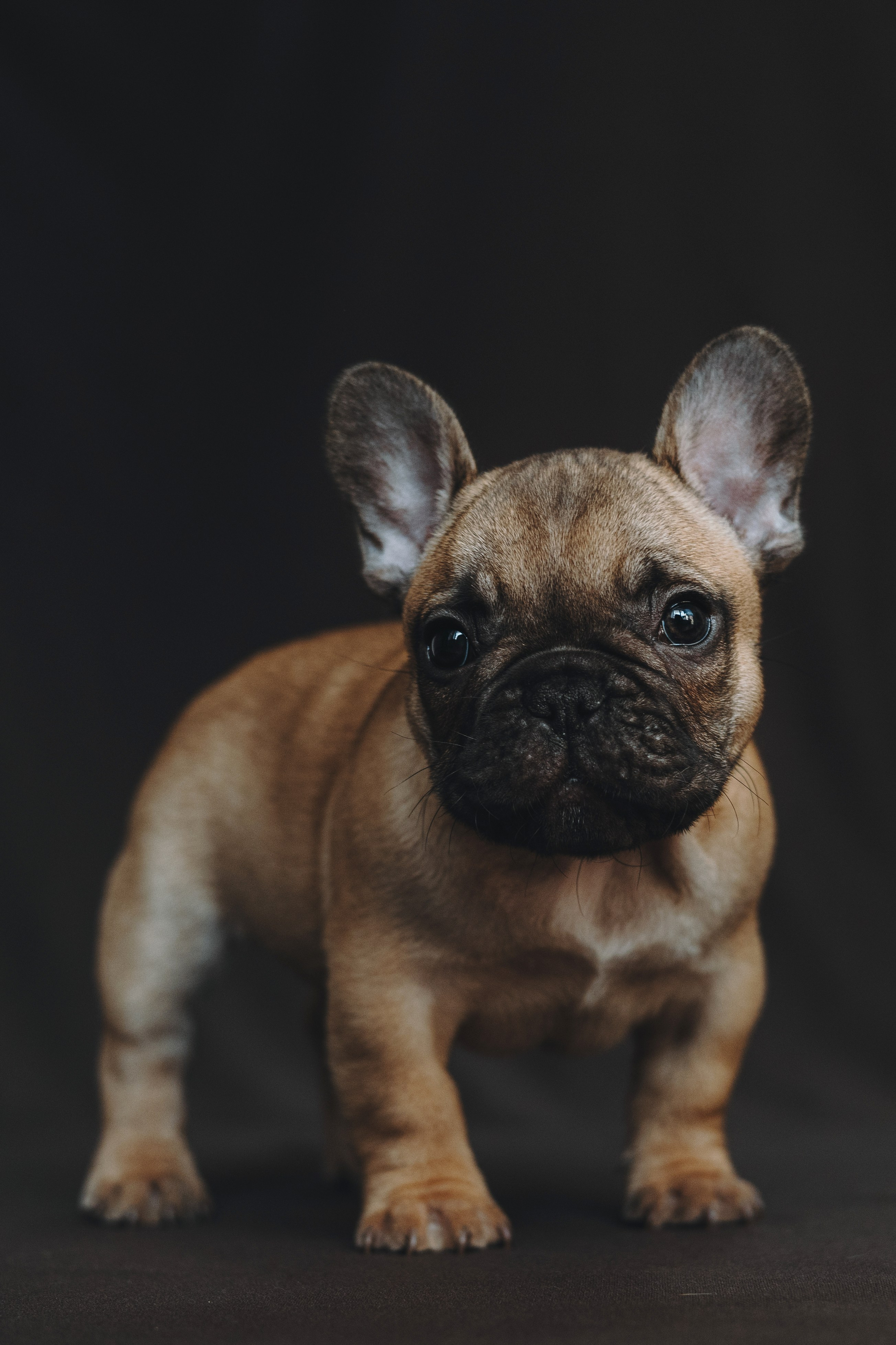 Щеночки. Фотограф — анималист Владивосток, Алина