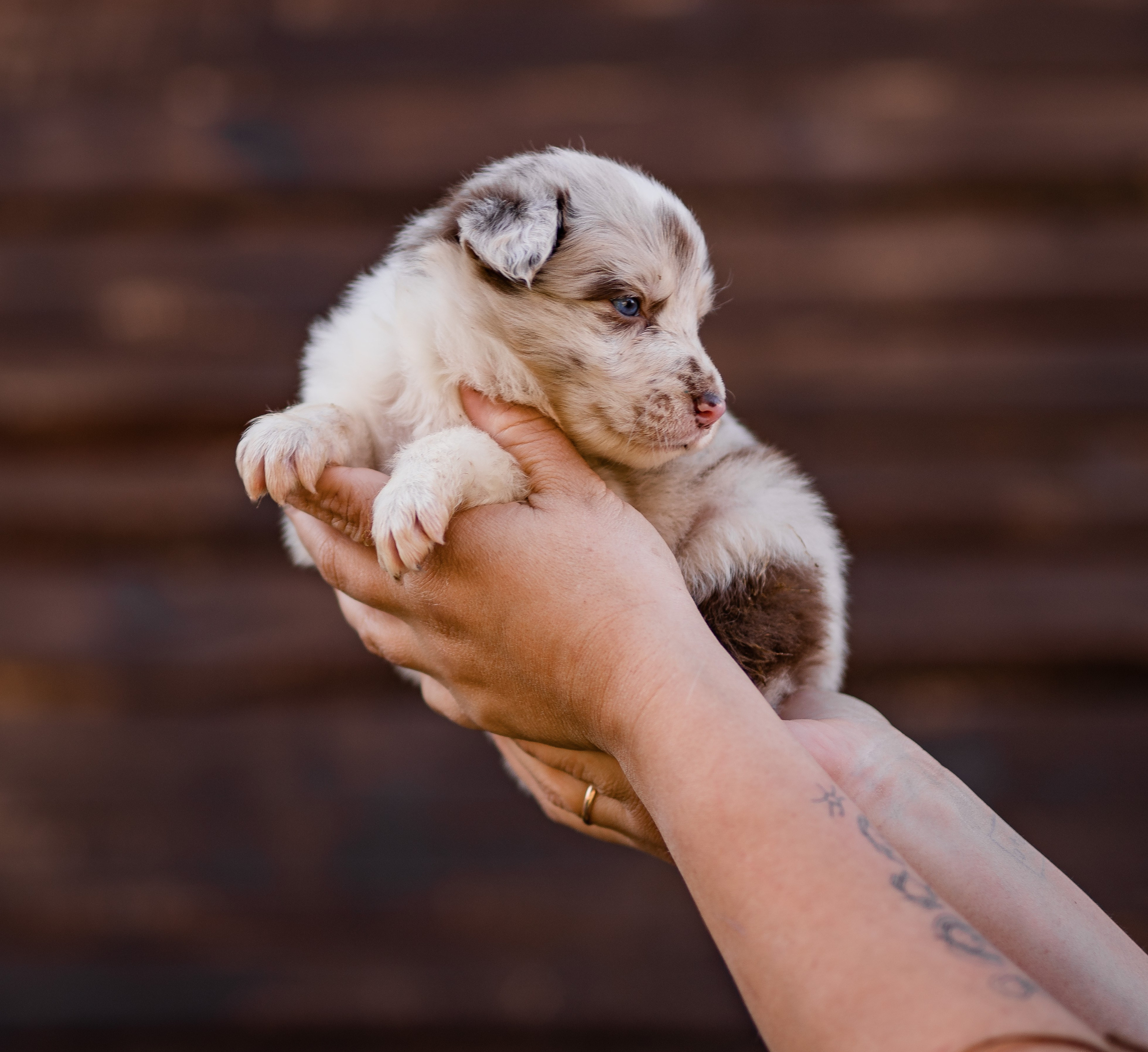 Фритсвит. Семейный фотограф Ефремова Виктория
